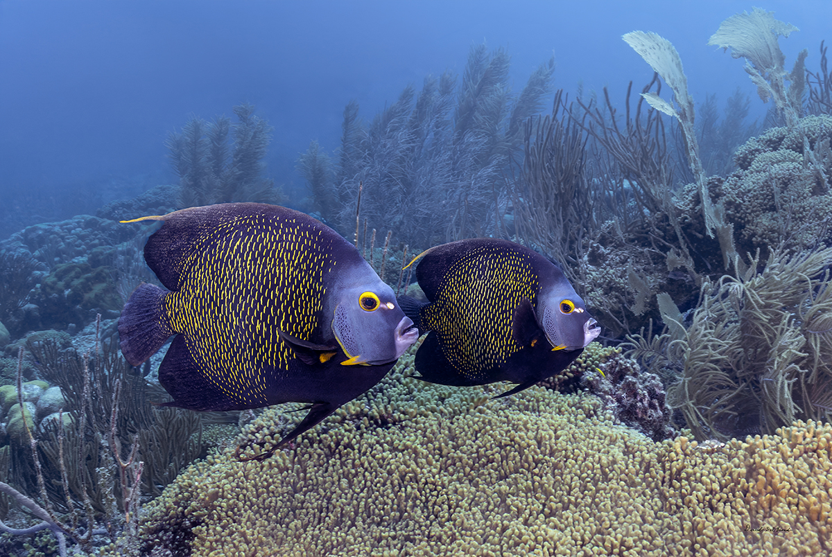 French Angelfish