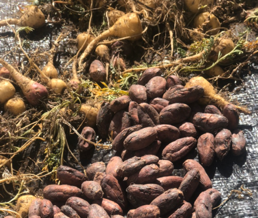 100% Cacao Paste with Maca - 900gm