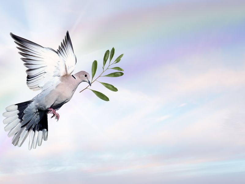 Spende für Beyond e.V.