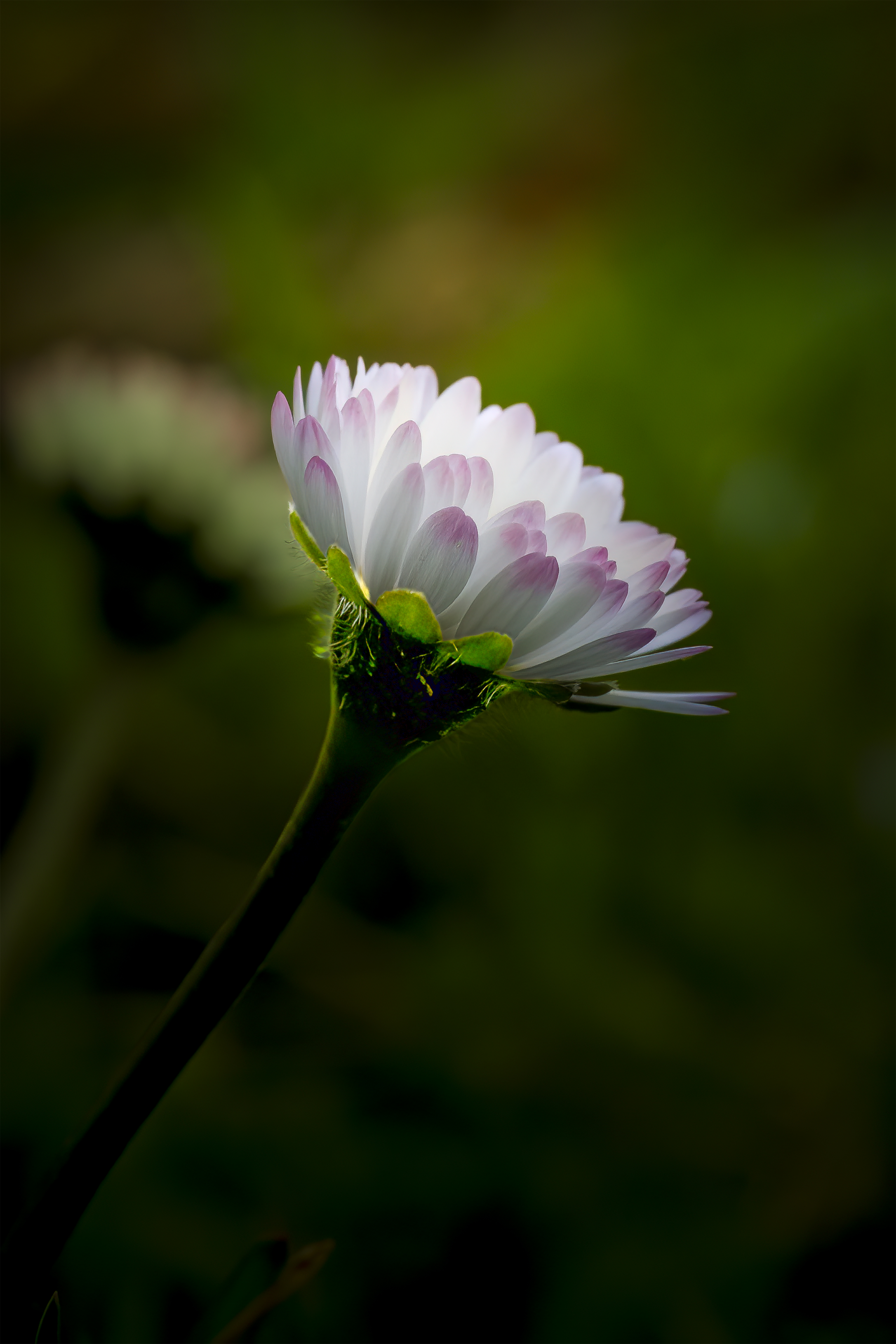 Colerette de beauté