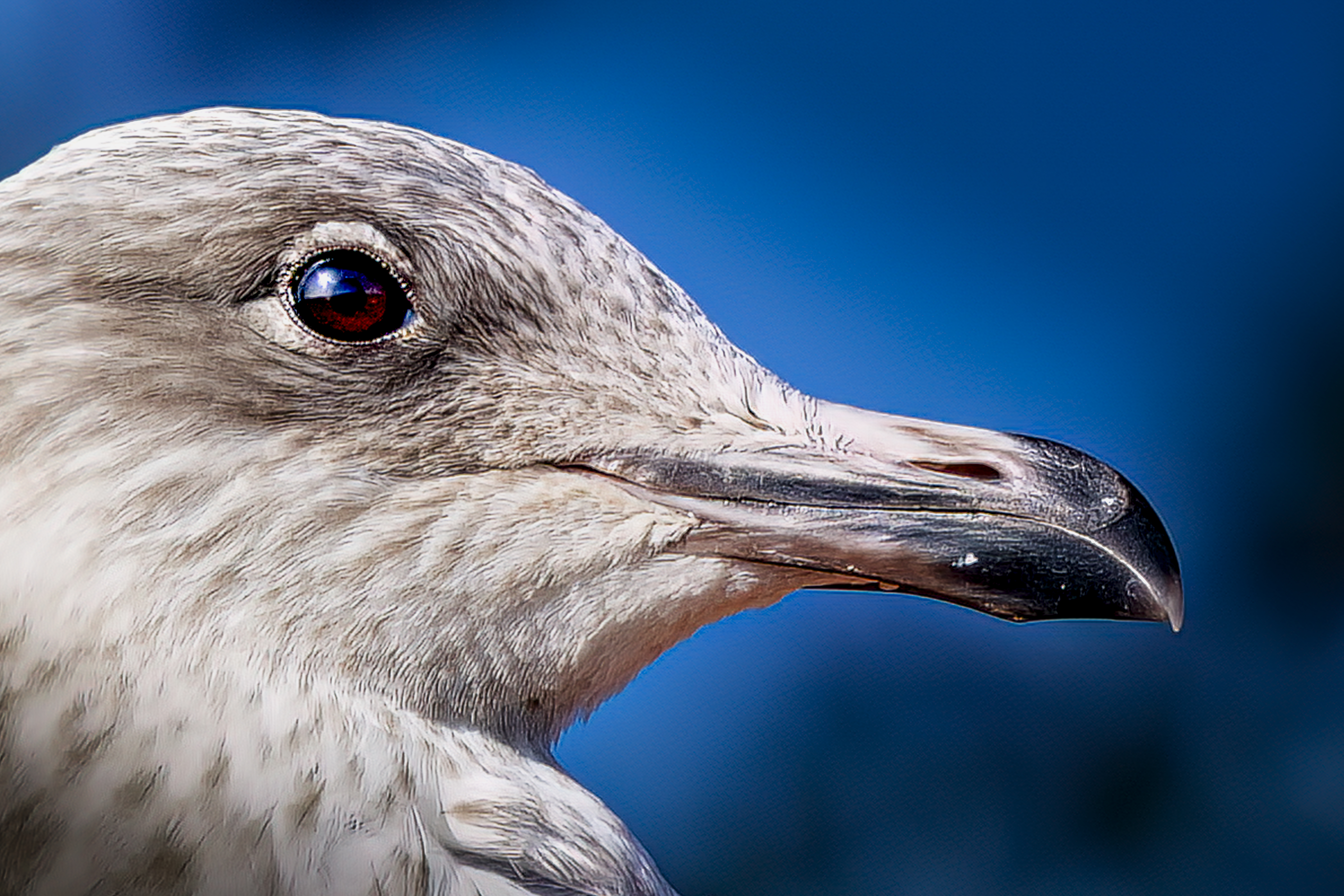 Le guetteur du rivage