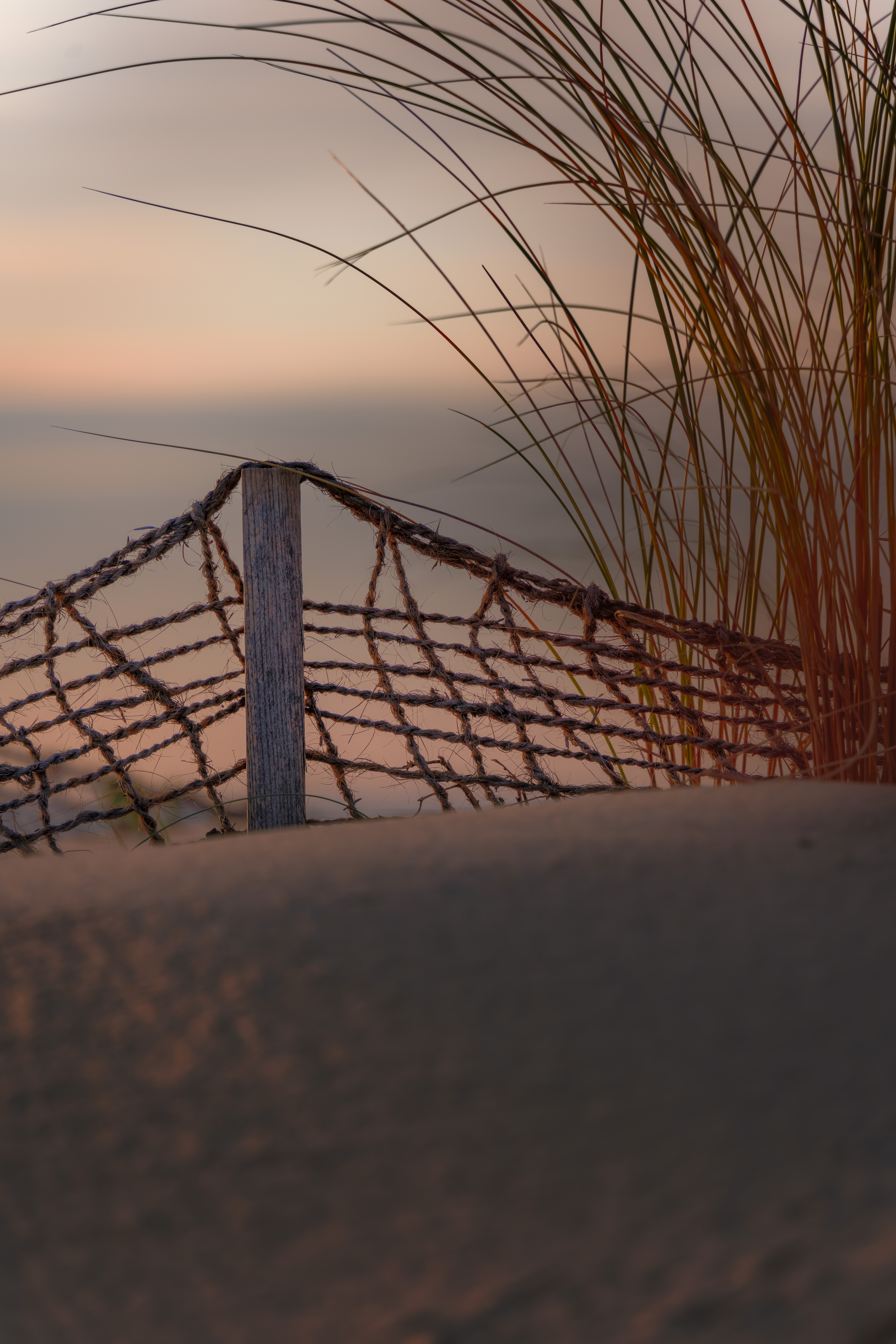 Dans les filets du vent