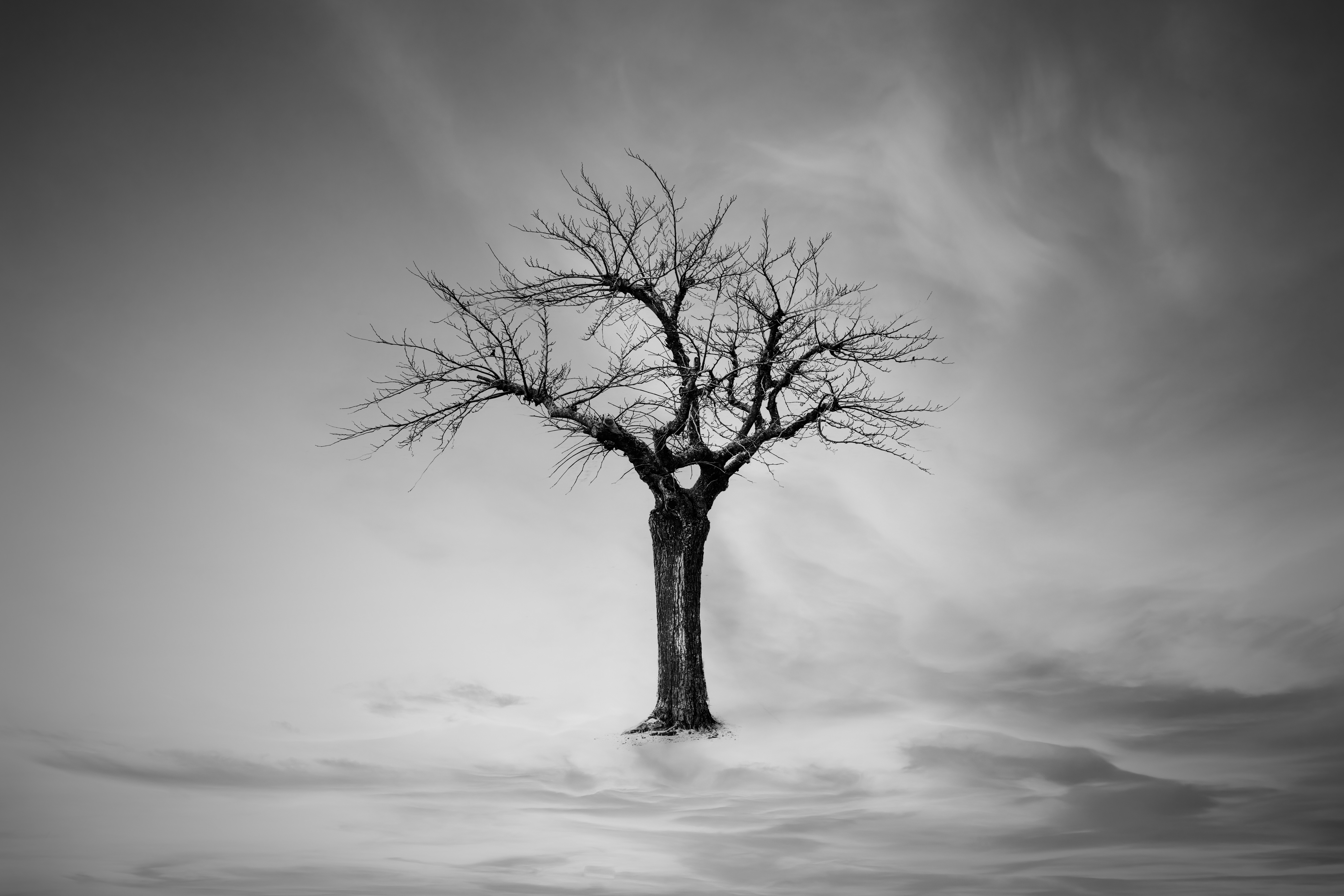 La solitude du Tamaris