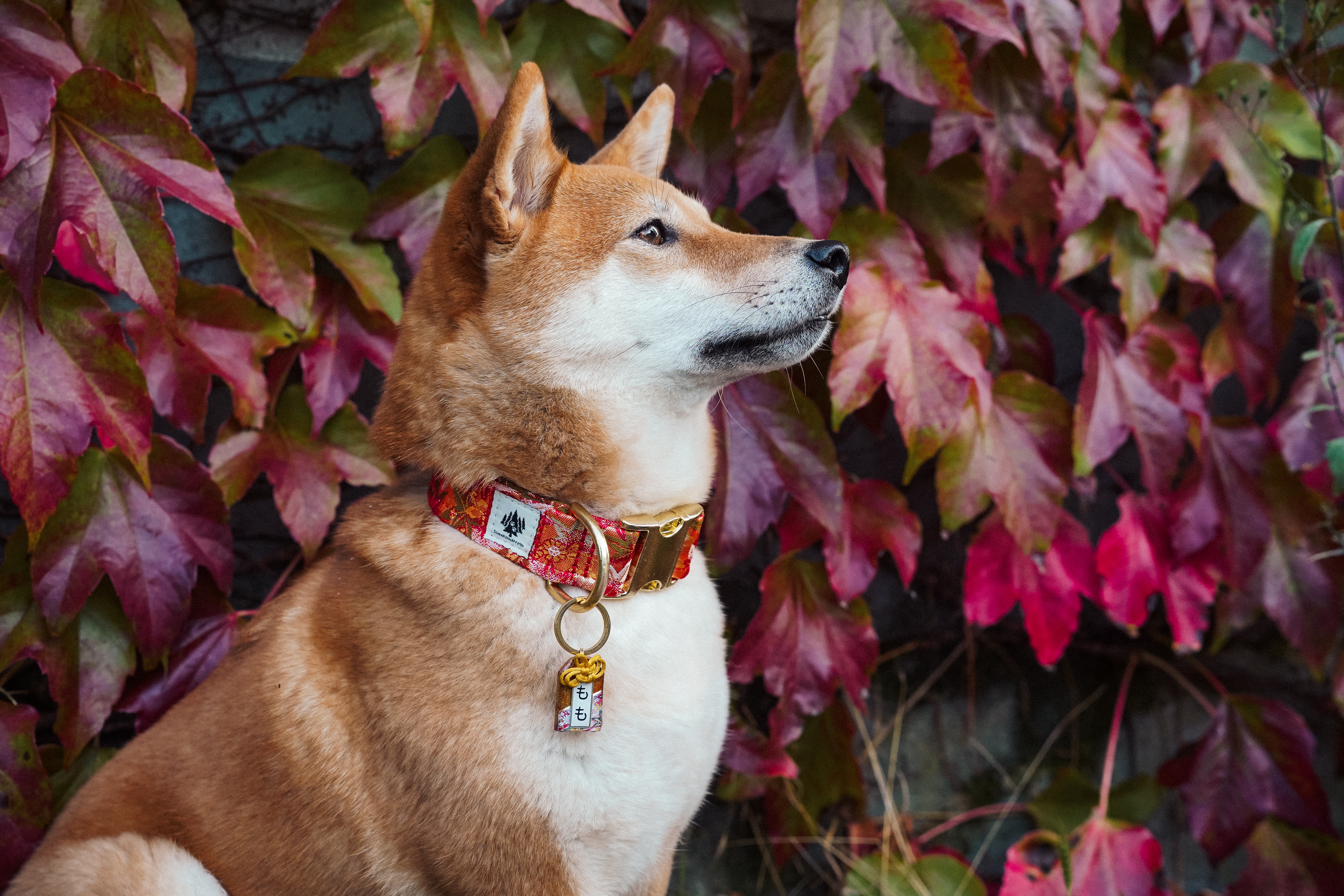 Halsband "Rakuyou"