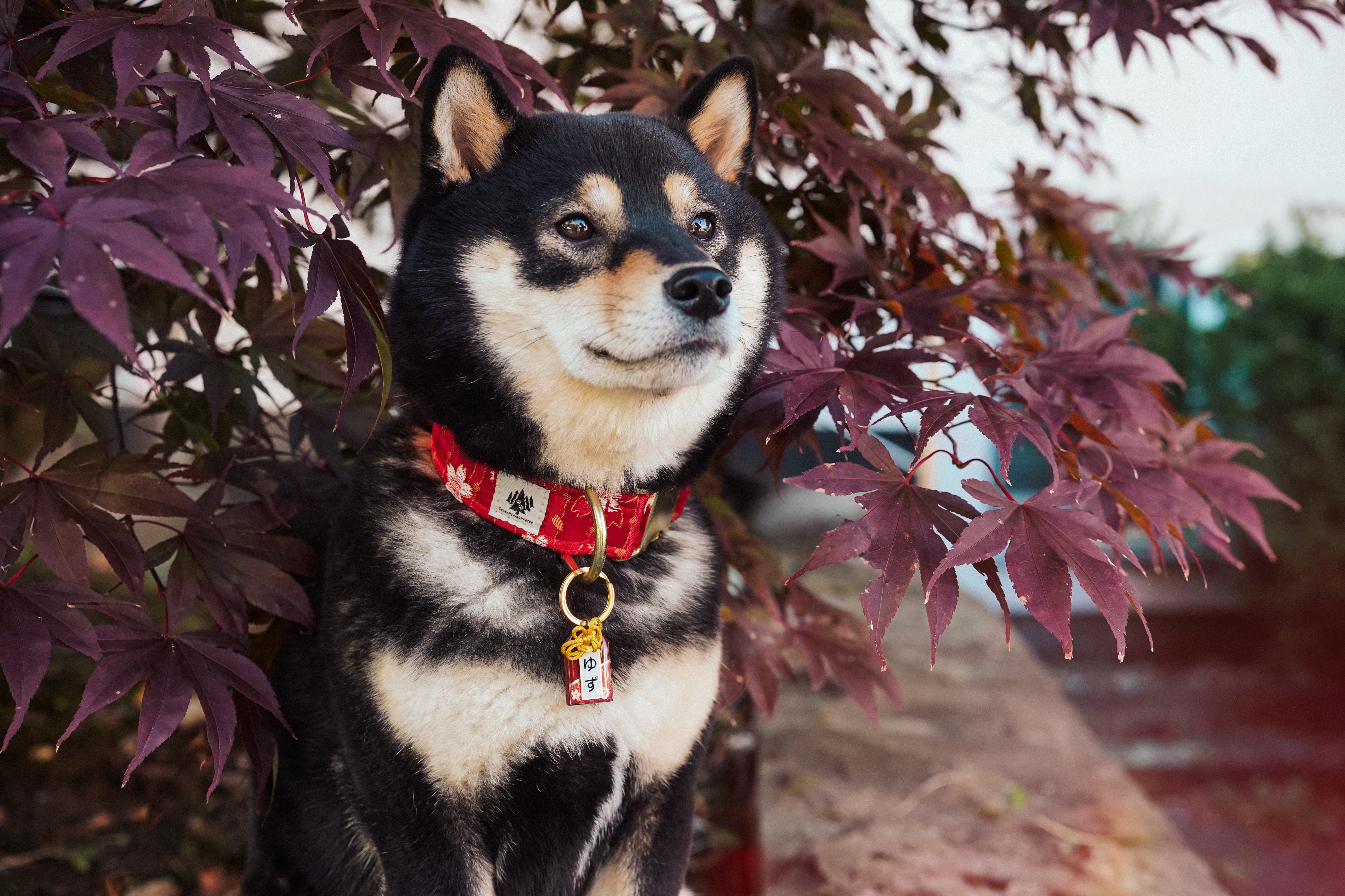 Halsband "Yûzakura"