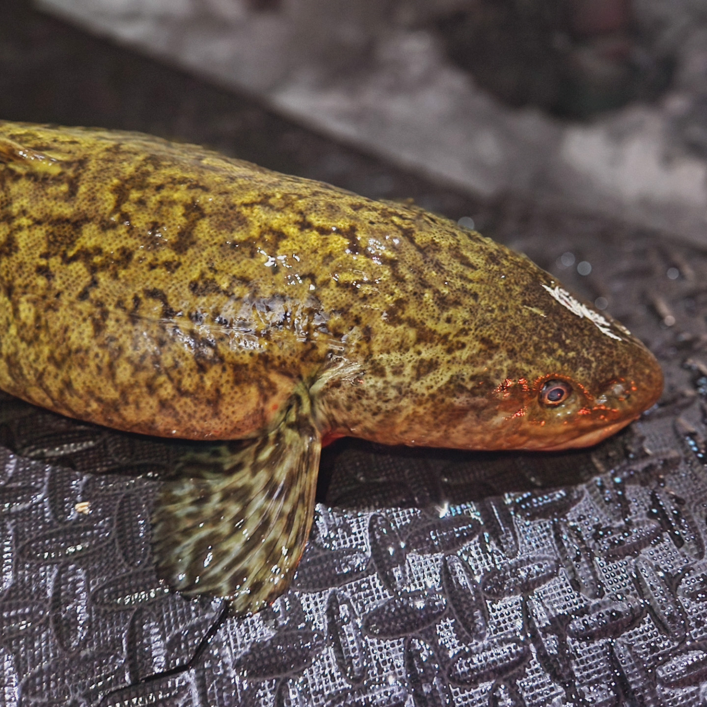 Half Day Ice Fishing Guided Trips (Local Only)