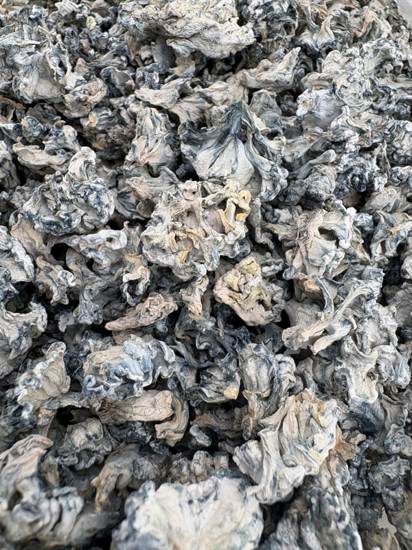 Enigma Truffles - Strong Exotic Mushroom