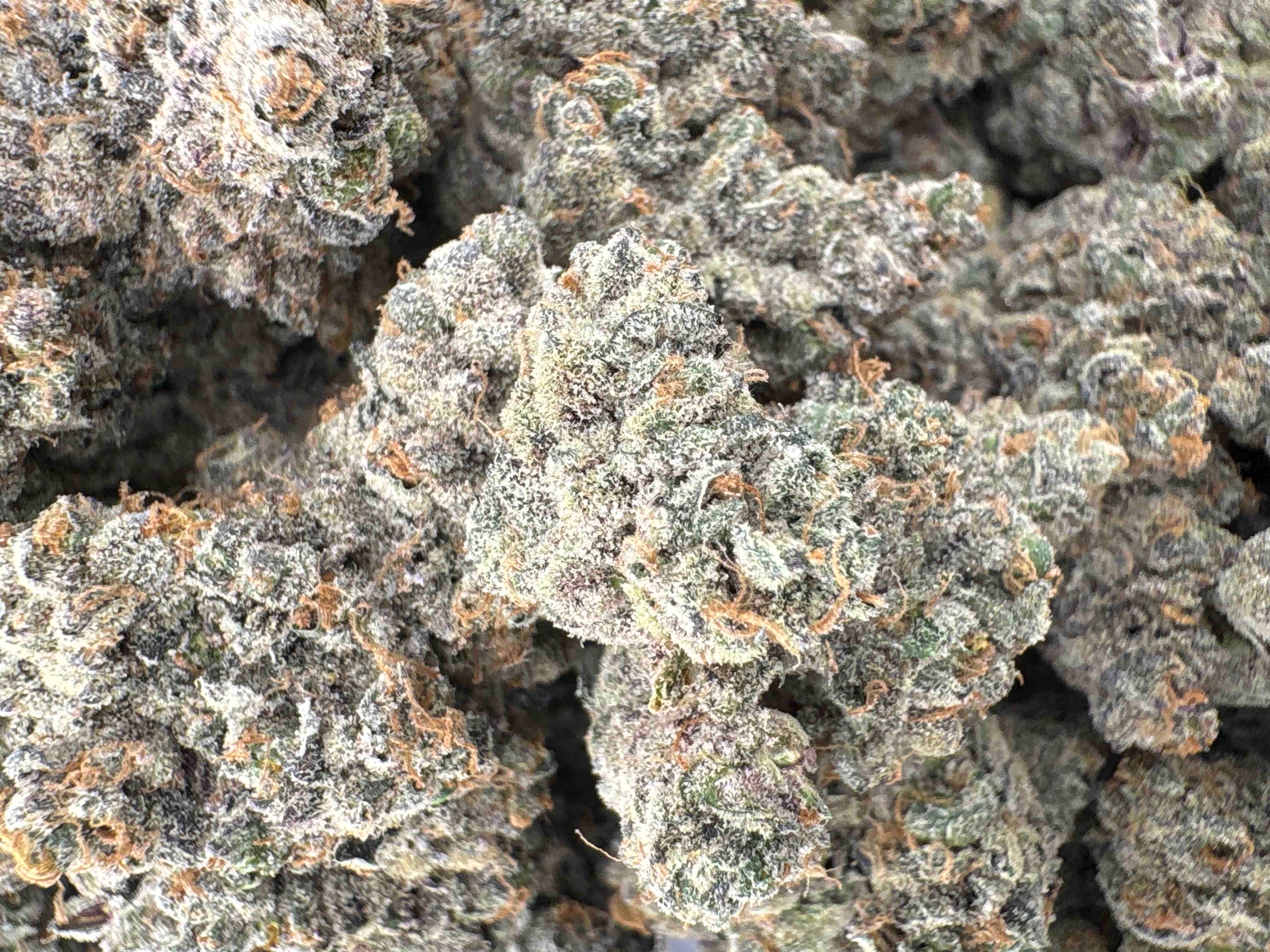 Zushi - Hybrid - (Exotic Limited)