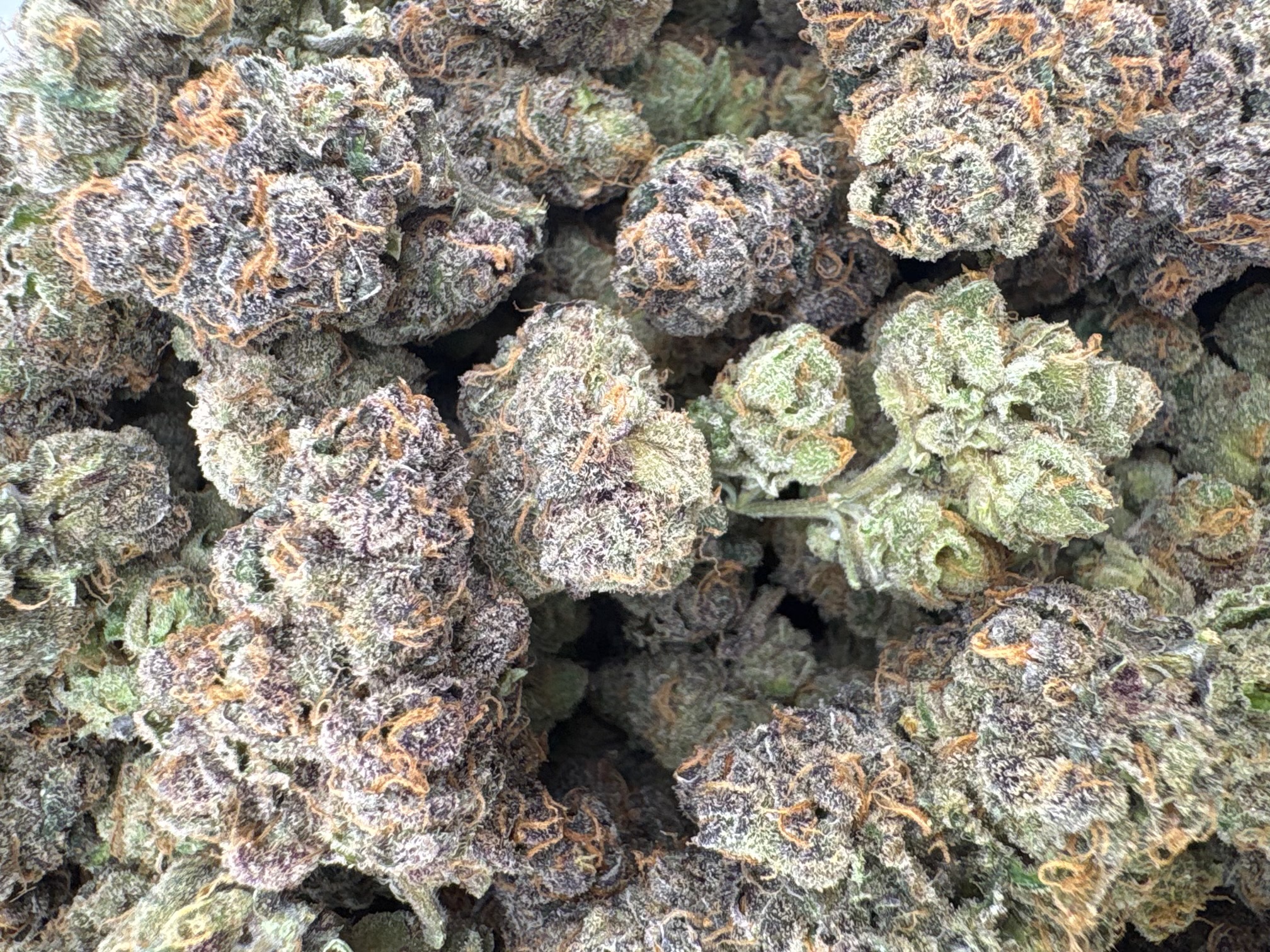 Canal St. Runtz - Hybrid - (Exotic Limited)