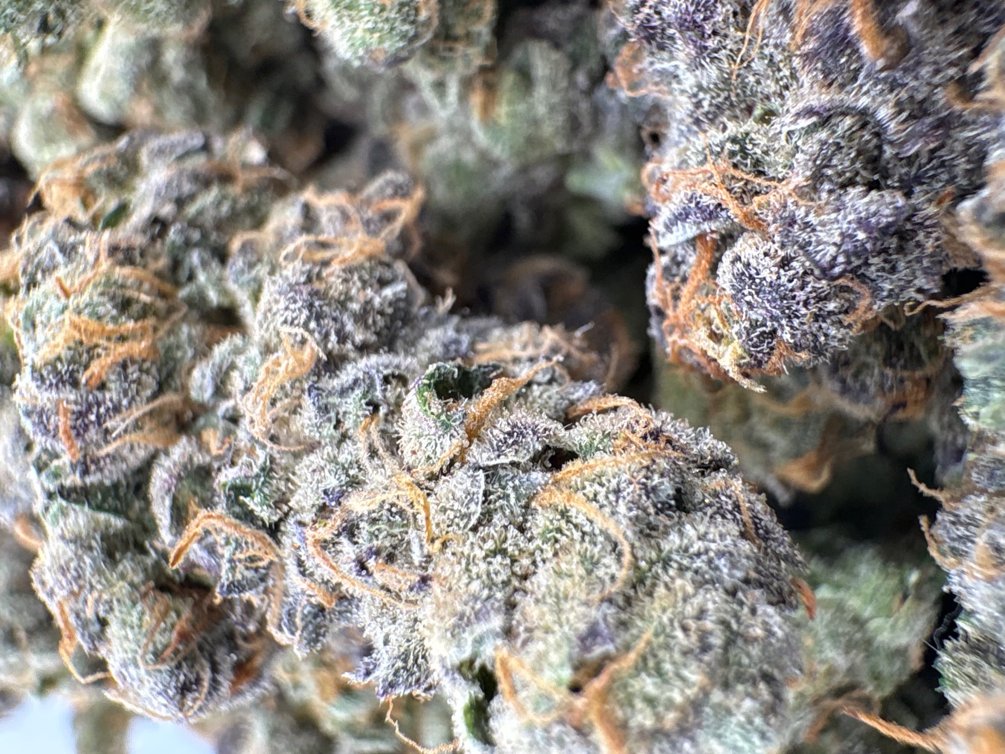 Canal St. Runtz - Hybrid - (Exotic Limited)