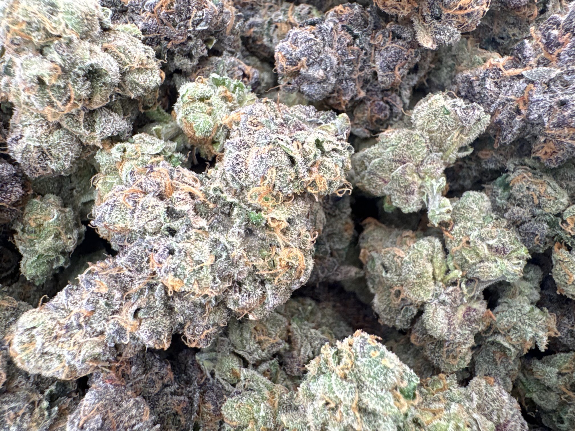 Canal St. Runtz - Hybrid - (Exotic Limited)