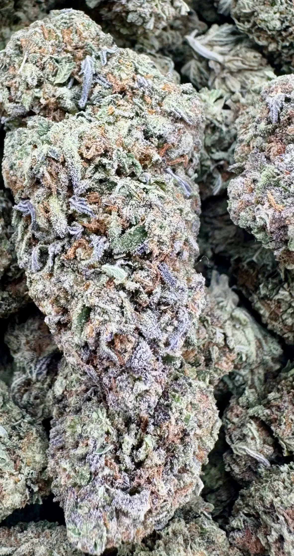 Starburst - Hybrid