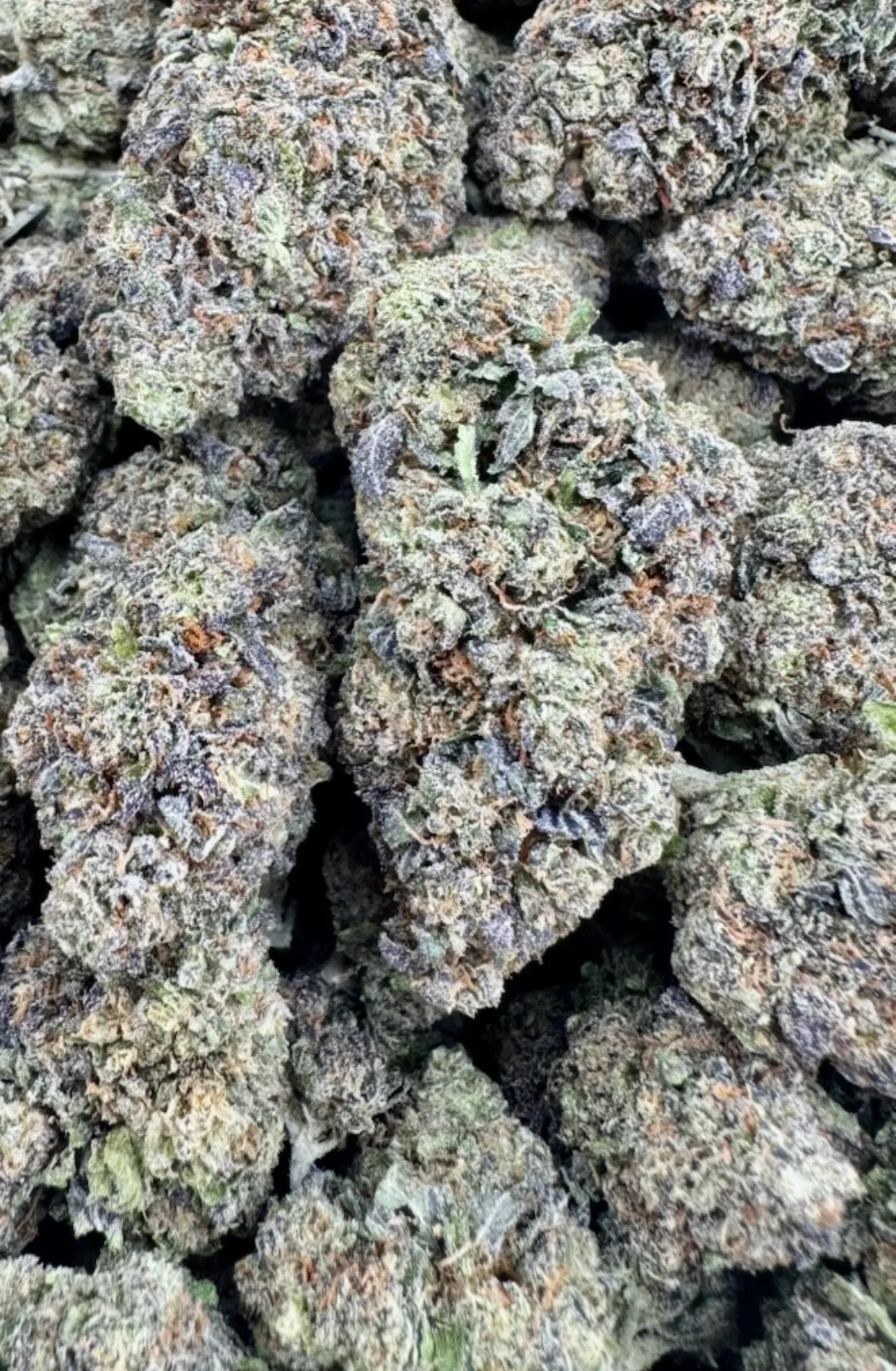 Head Hunter - Hybrid