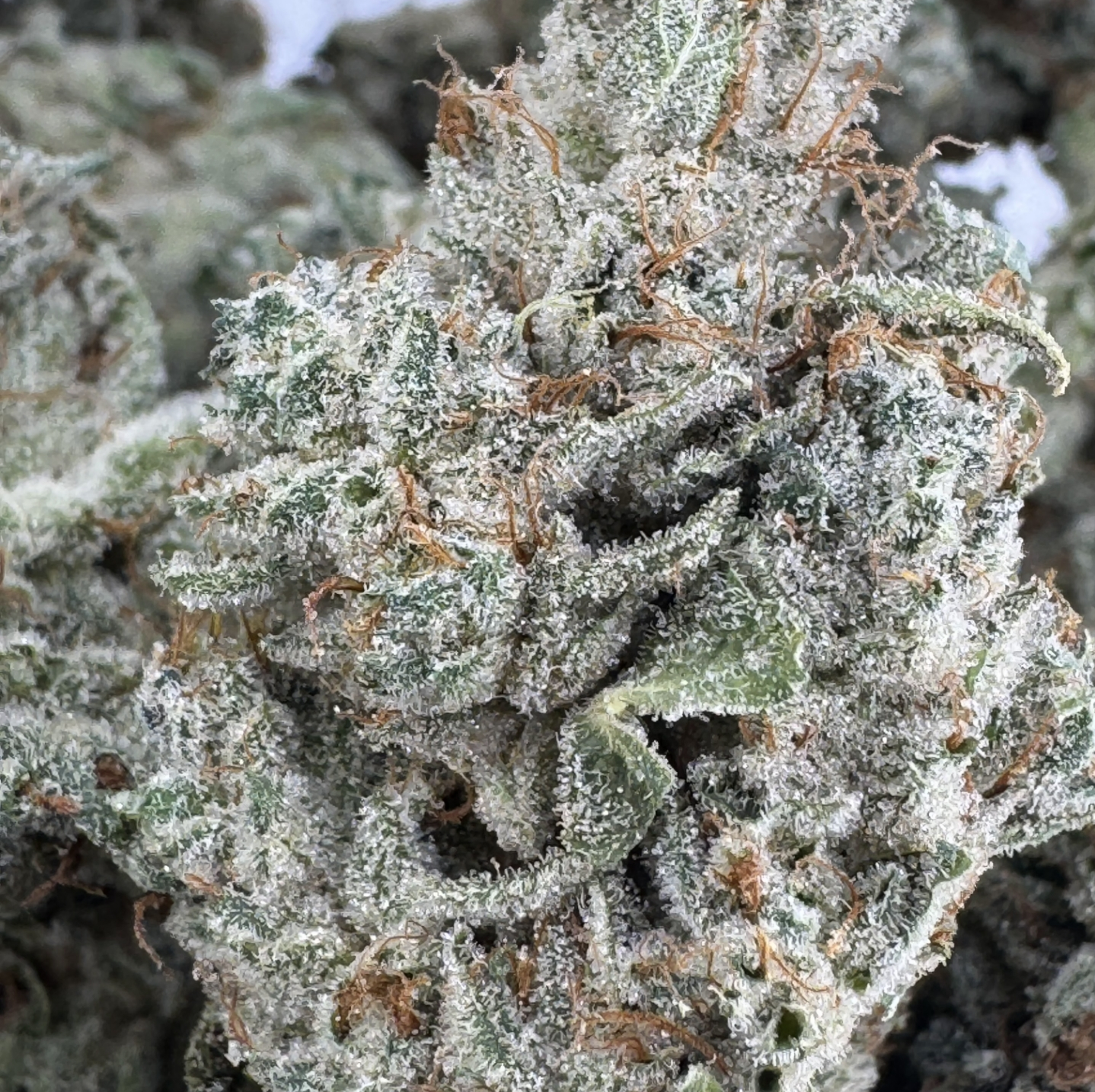 GG#5 - Indica - (Exotic Limited)