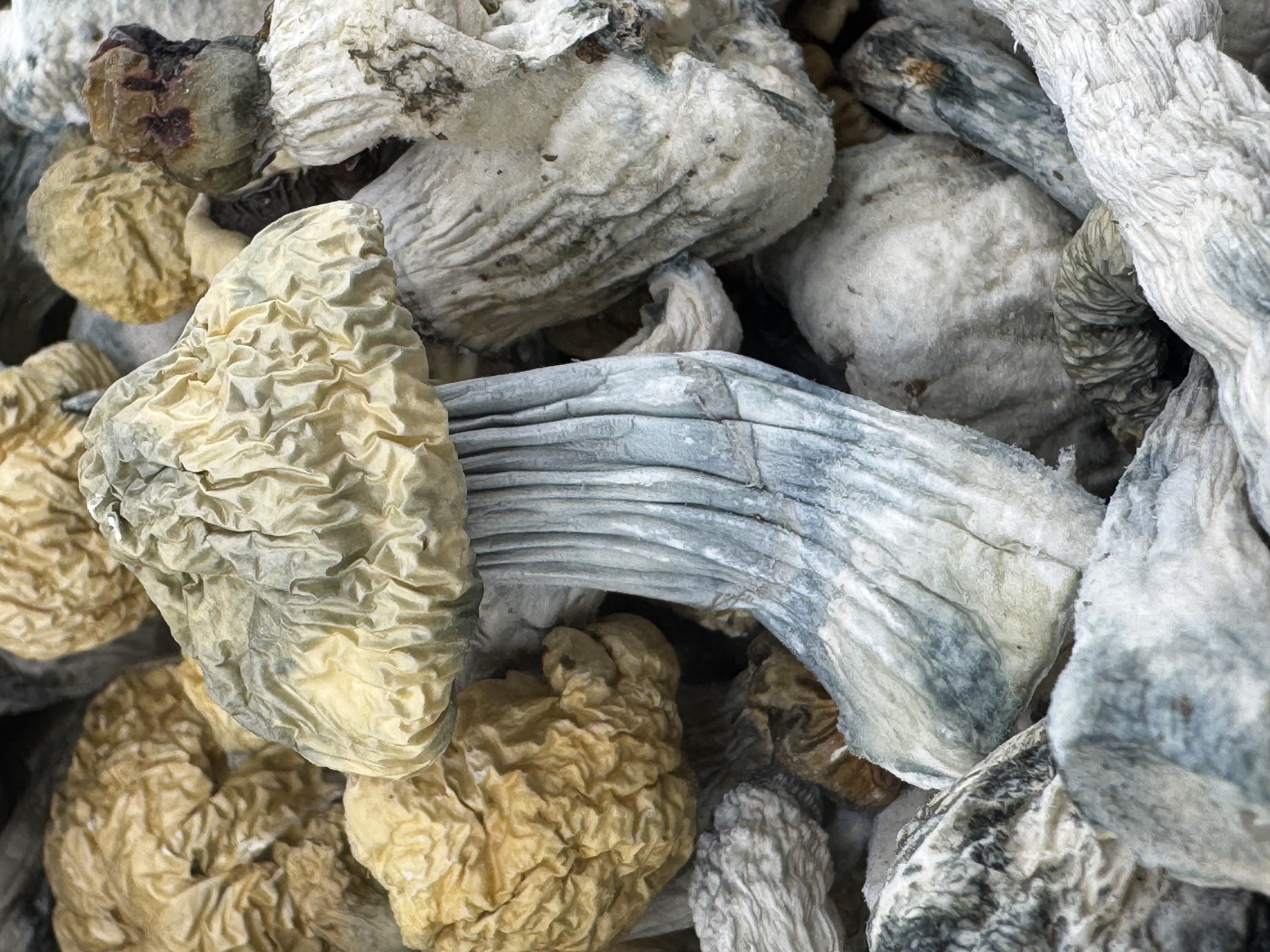 APE (Albino Penis Envy)