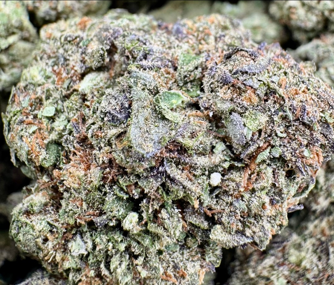 GICC (Gelato Ice Cream Cake) - Indica