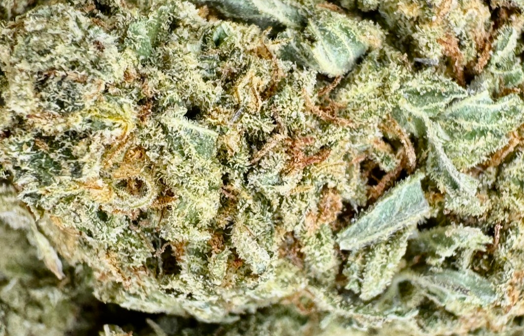 DoSiDos - Hybrid - (Exotic Limited)