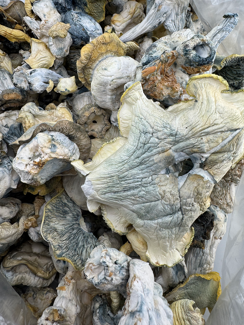 Snow White - Strong Exotic Mushroom