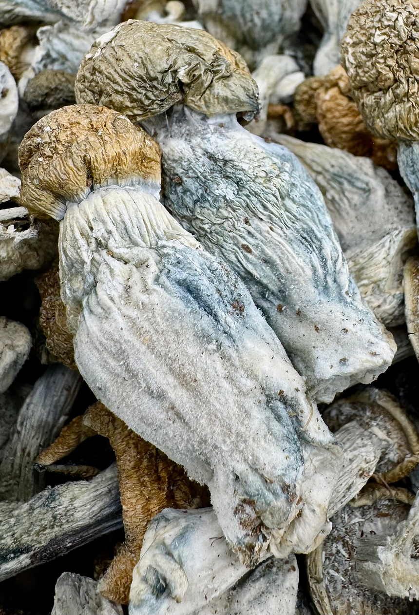 Arkansas Hillbillies