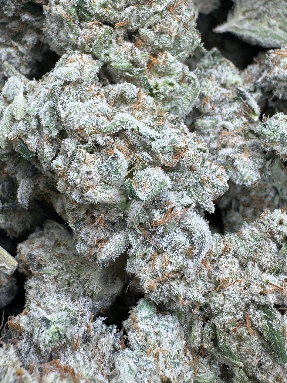 Space Dust - Indica - (Exotic Limited)