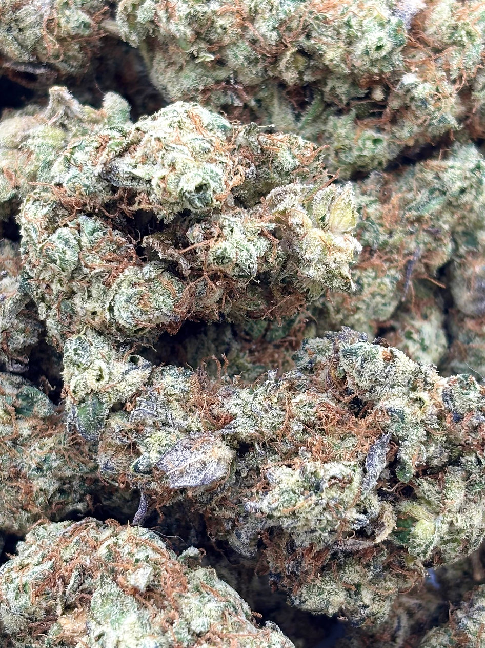 Garlic Fritter - Indica - (Exotic Limited)