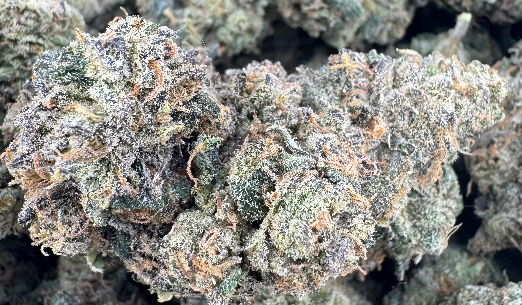 Blueberry Bubblegum Horchata - Hybrid - (Exotic Limited)