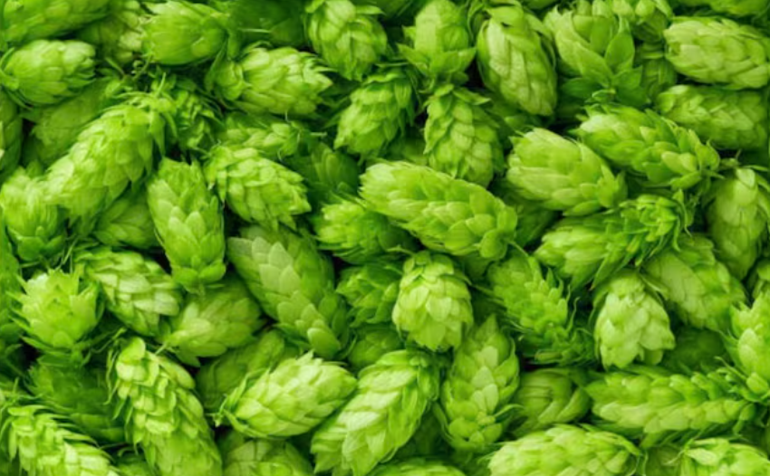 Fresh hops cones