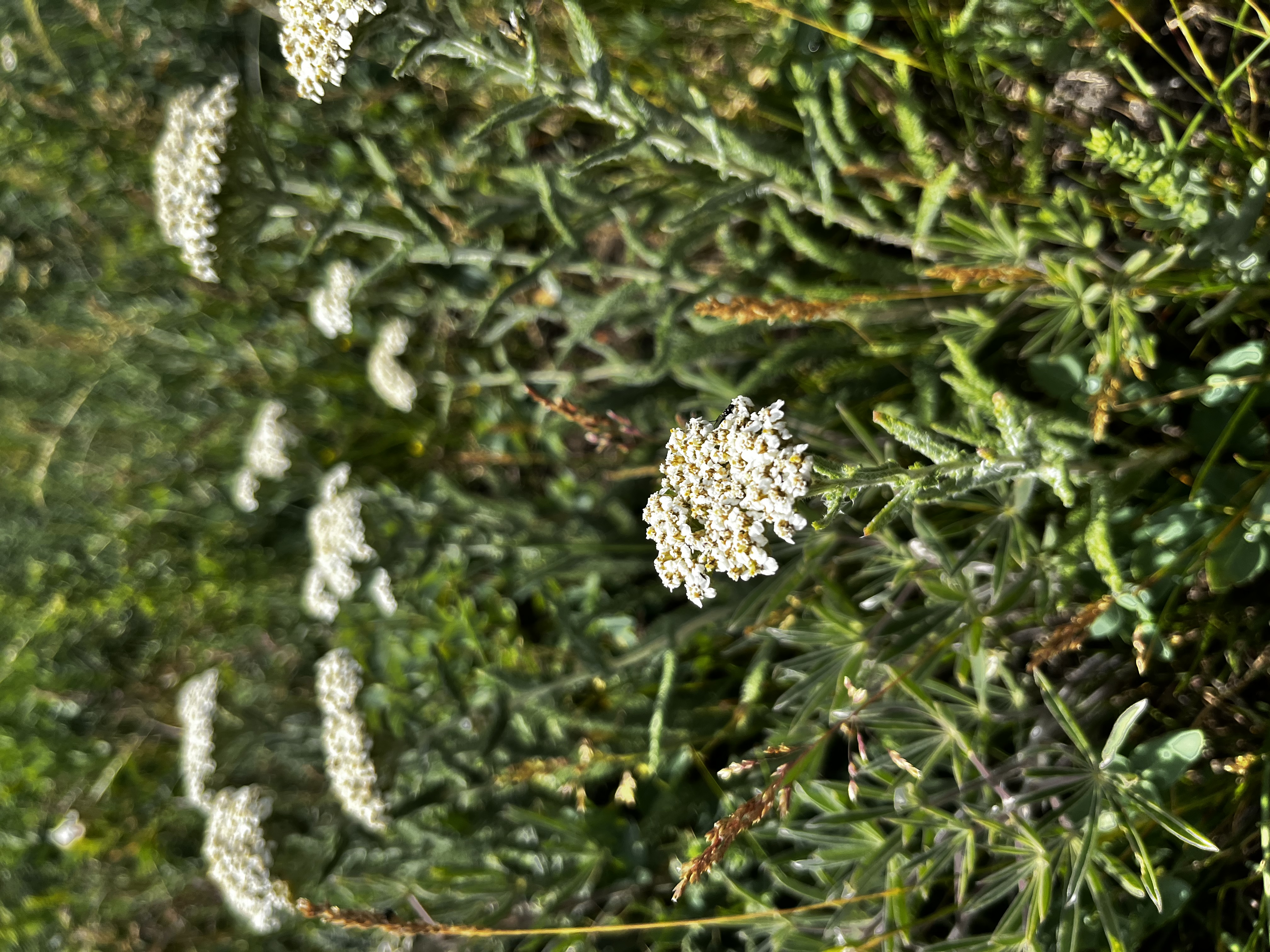 Yarrow Extract