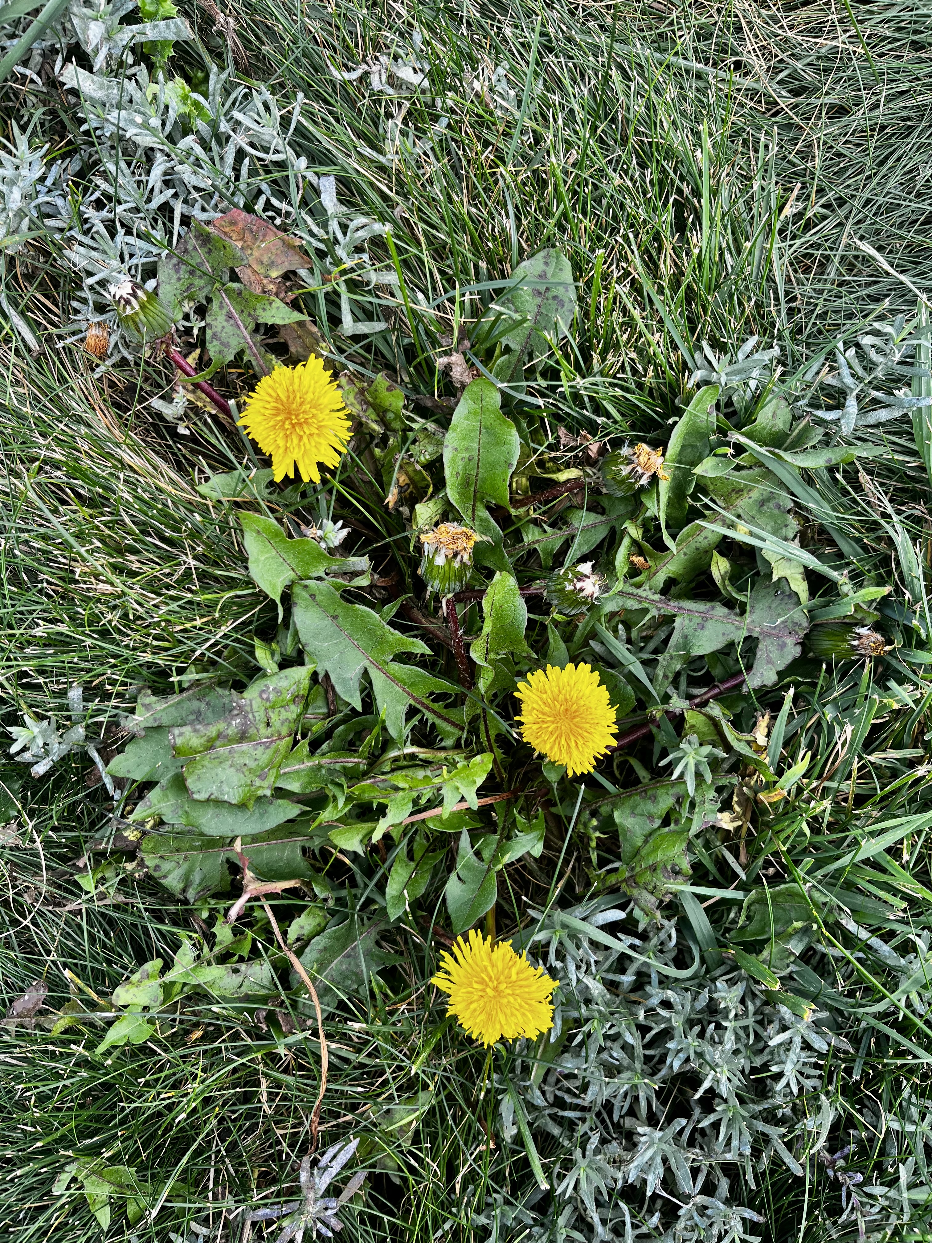 Dandelion Leaf Extract