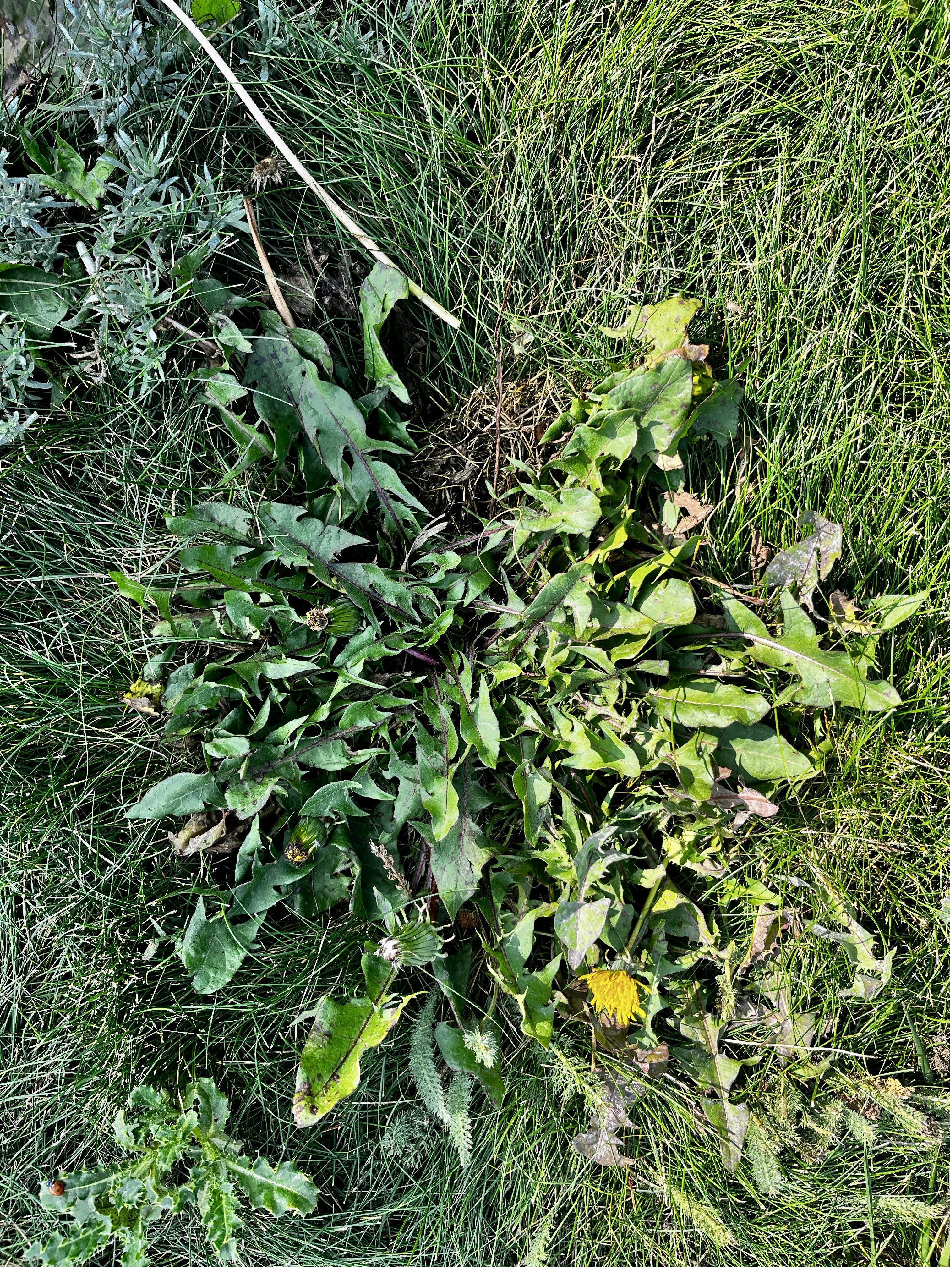 Dandelion Leaf Extract