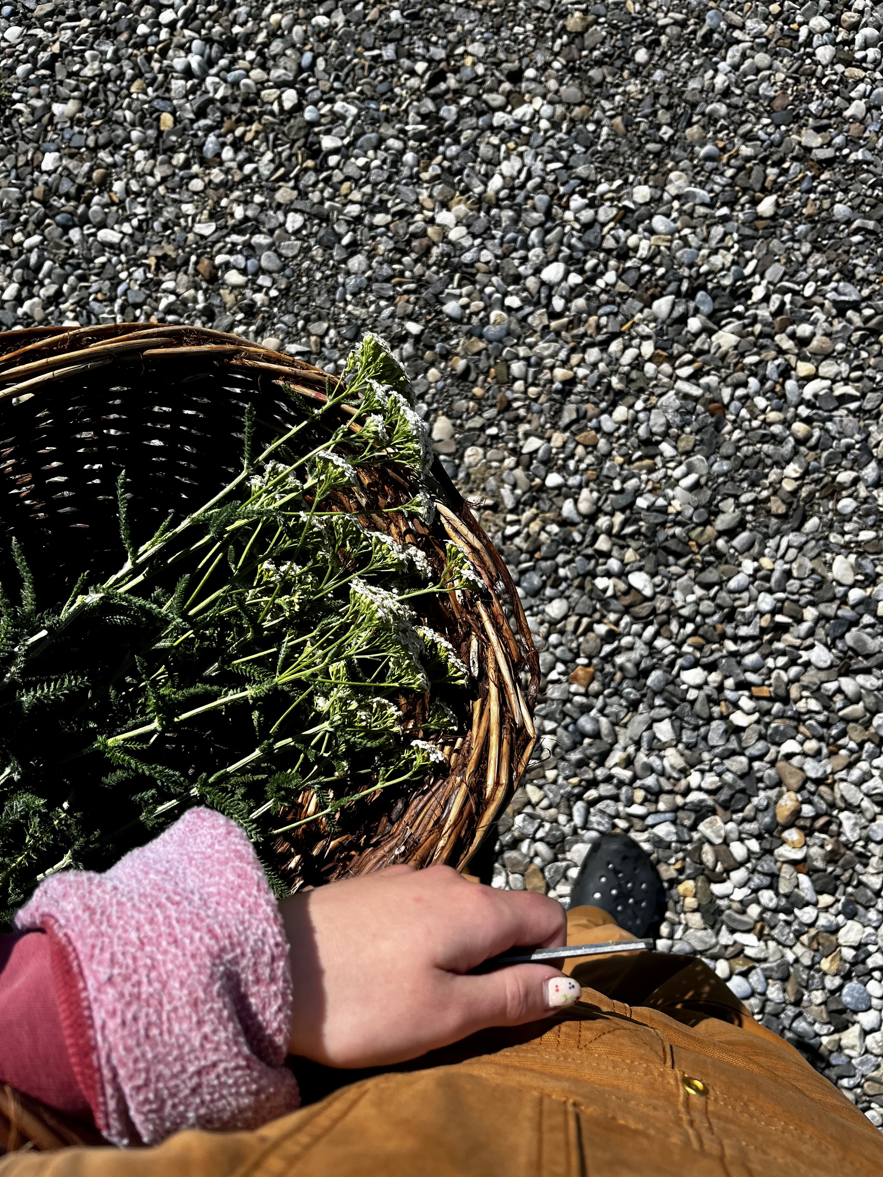Yarrow Extract