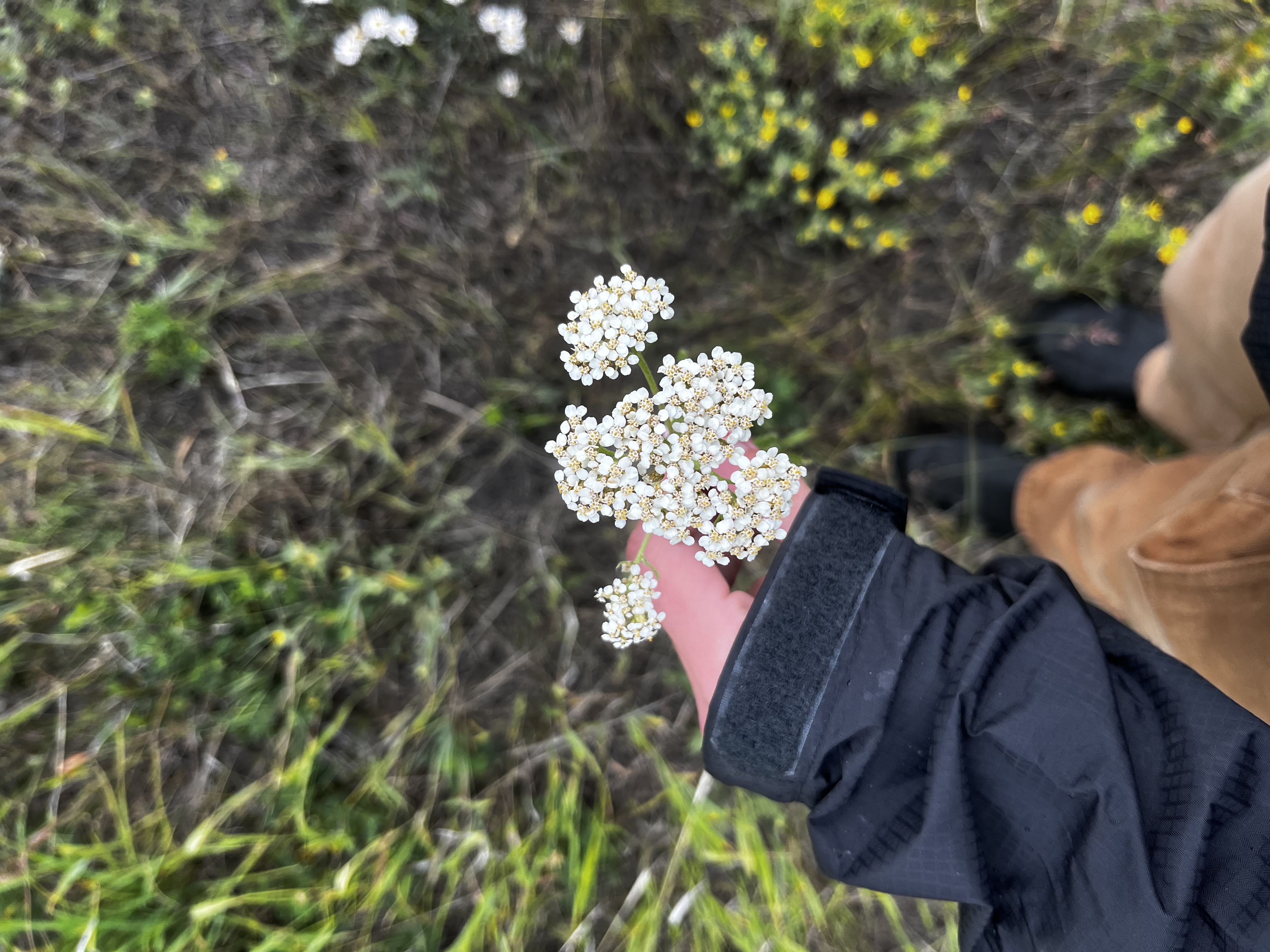 Yarrow Extract