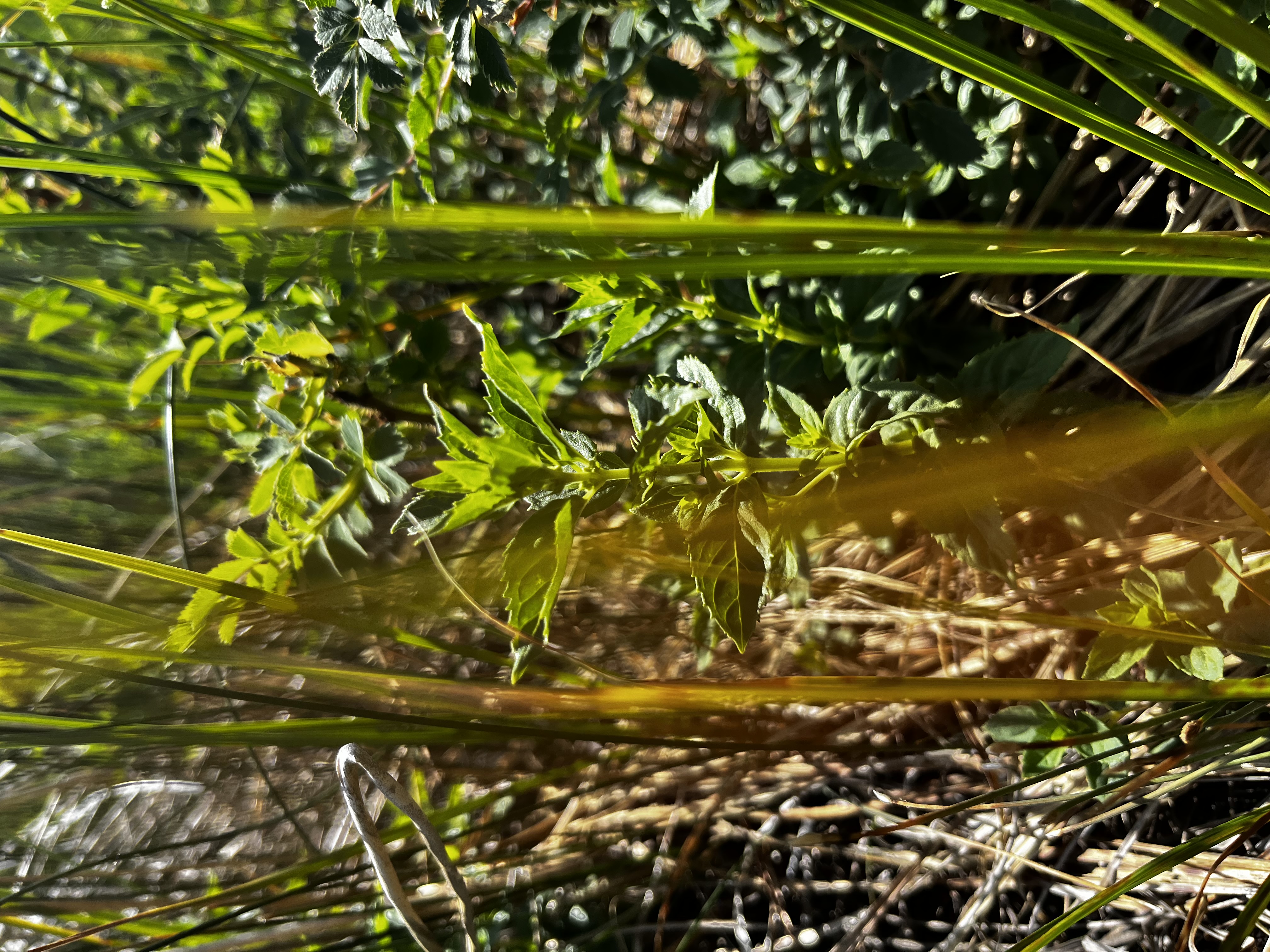 Glow Facial Oil