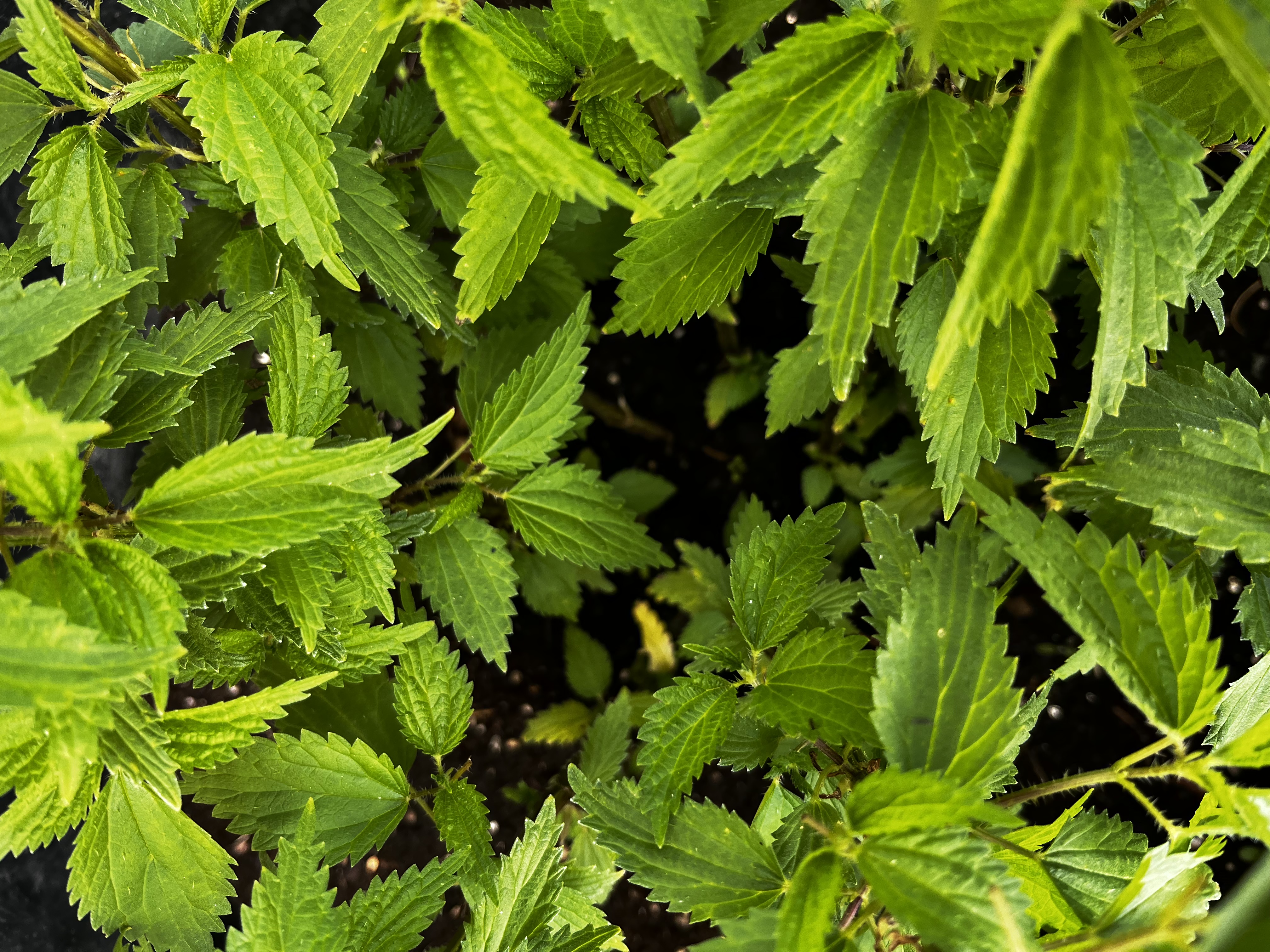 Nettle Extract