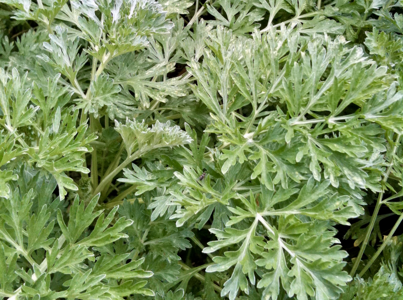Wormwood Extract