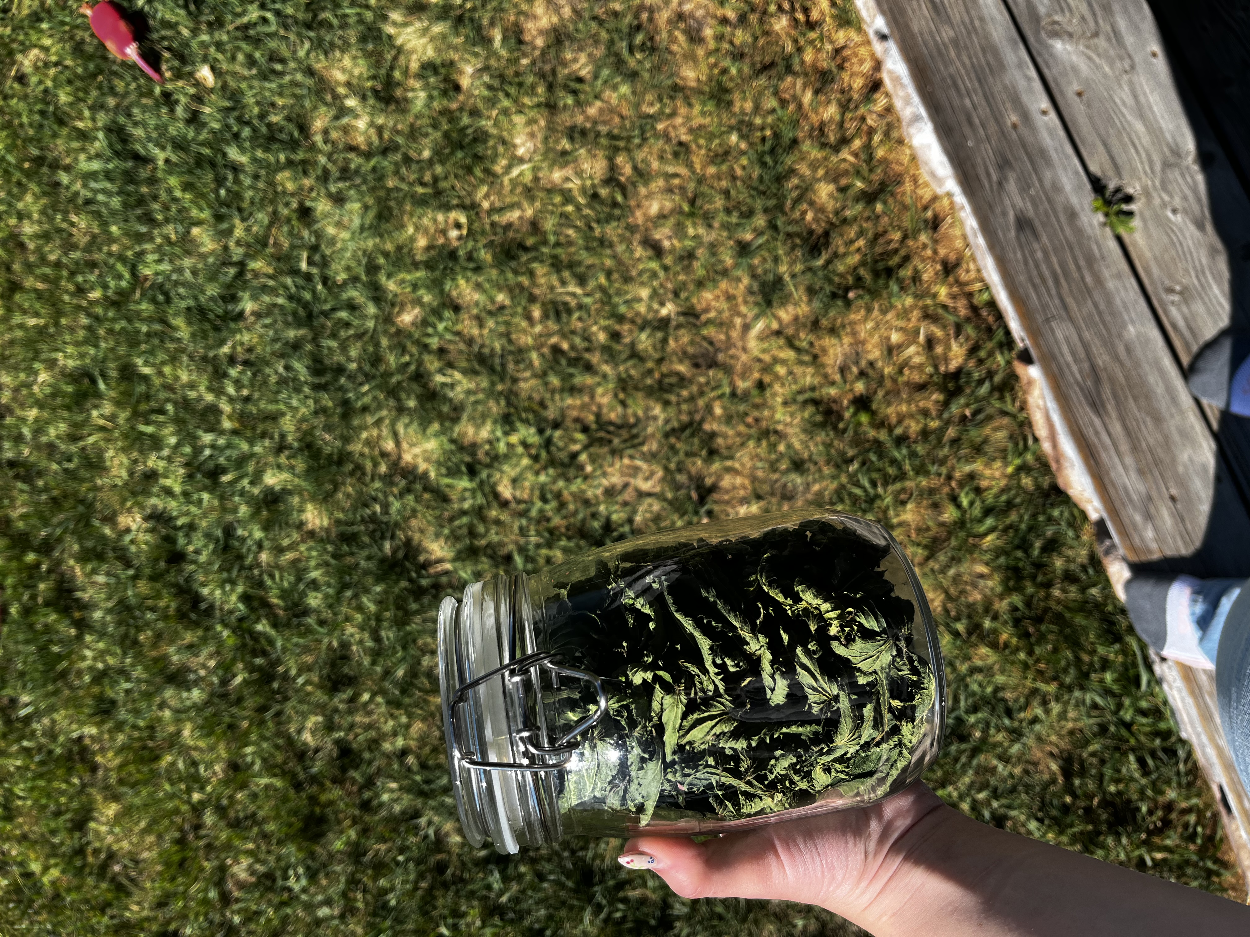 Nettle Extract