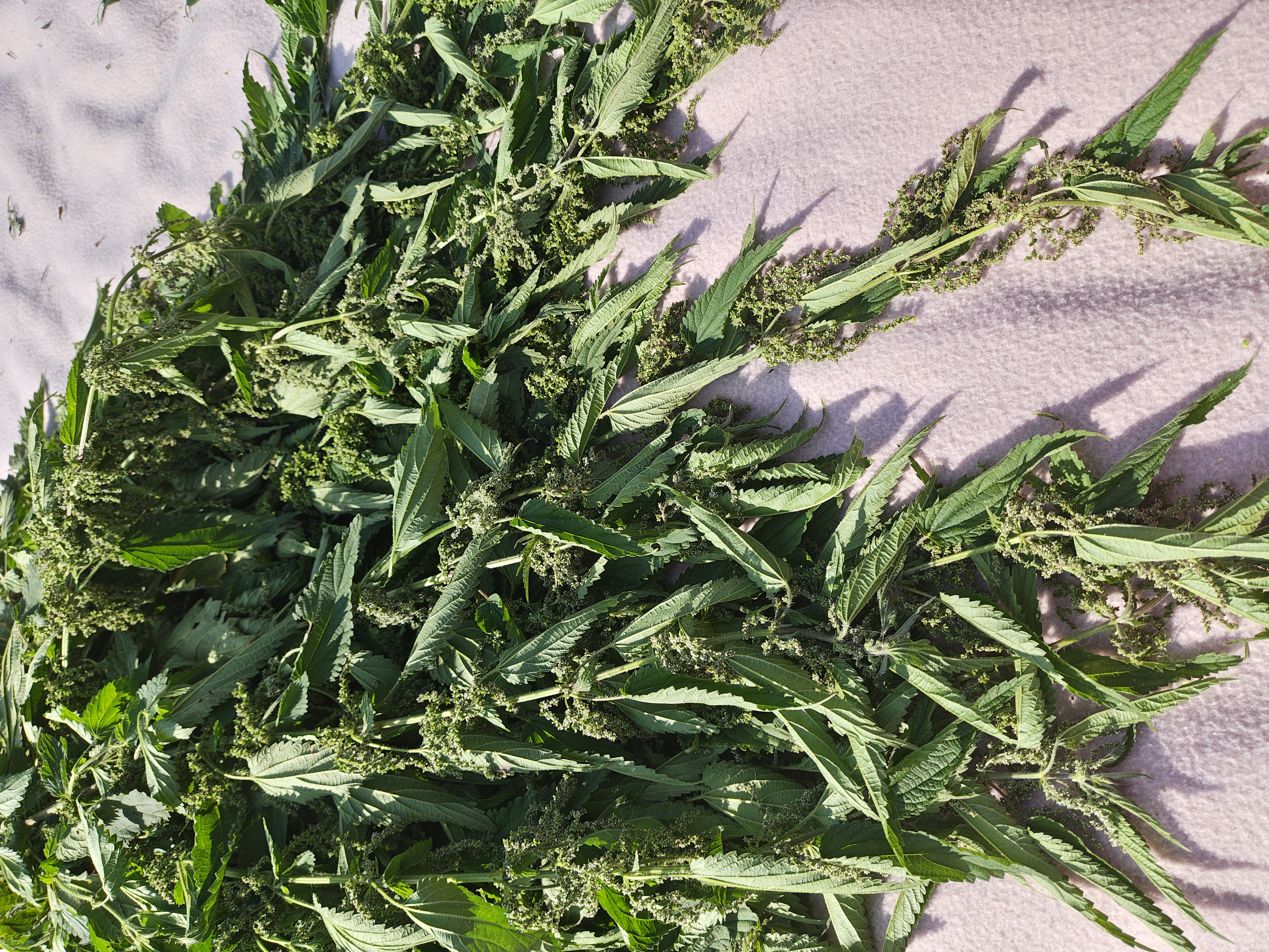 Stinging Nettle Incense