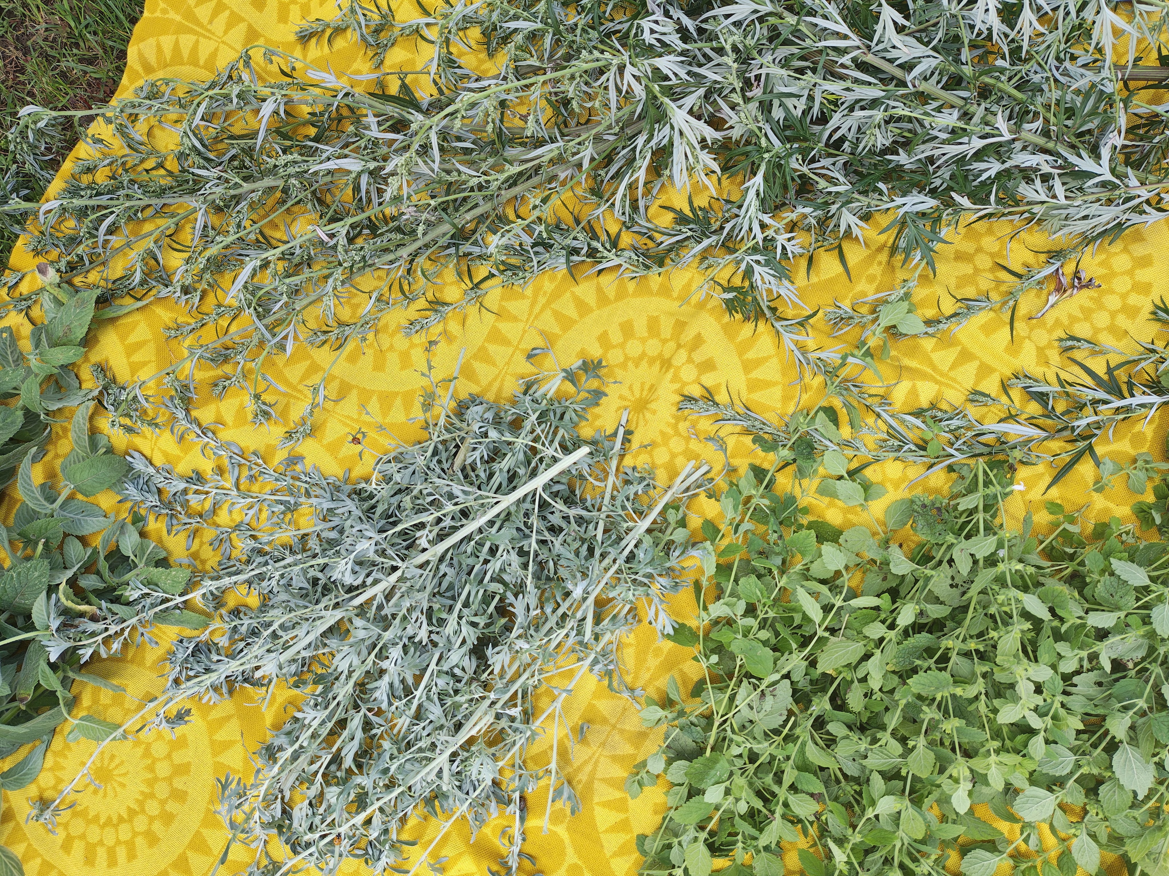 Wormwood (Artemisia absinthium) Incense Bundles