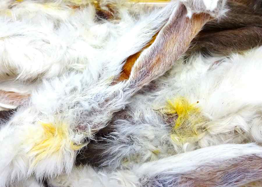 Jessdog Hairy Rabbit Ears