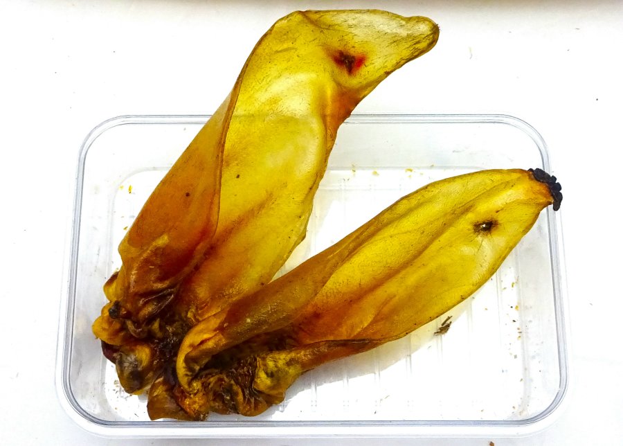 Jessdog Large Buffalo Ears 