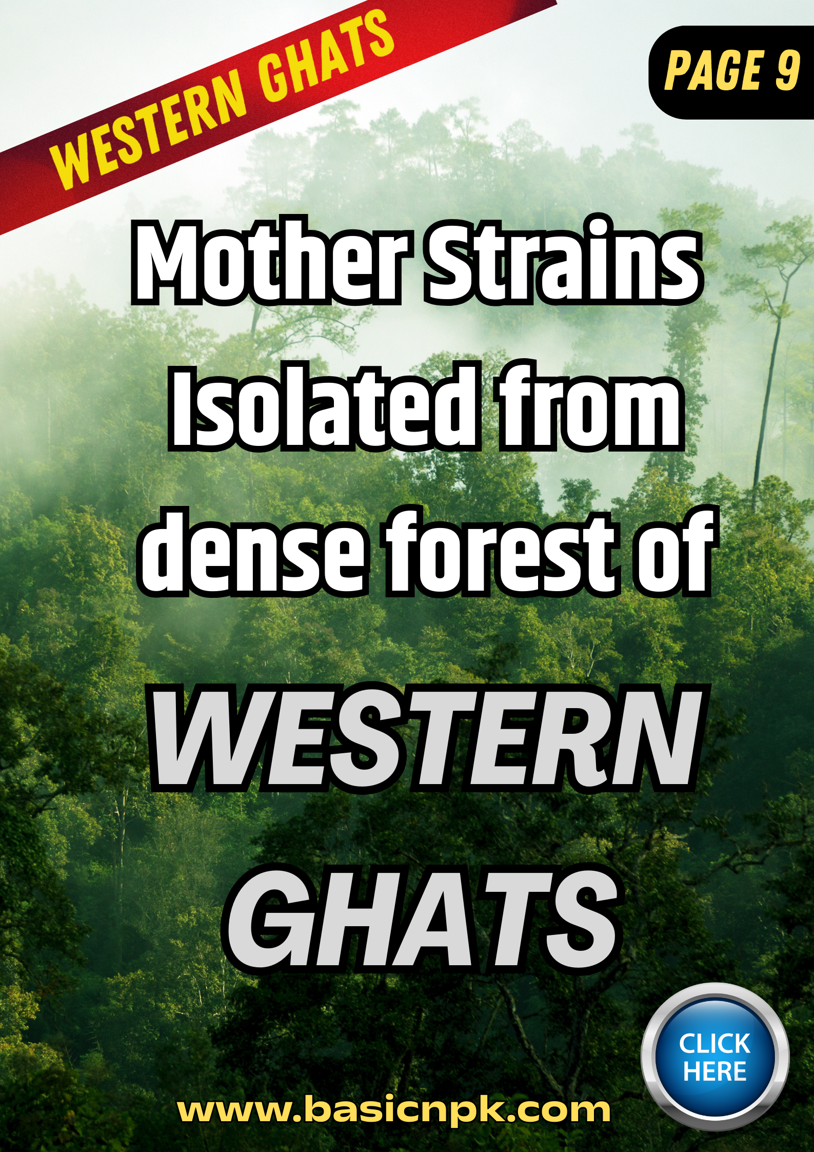 Basic - BIO NPK Consortia - Bio Fertiliser