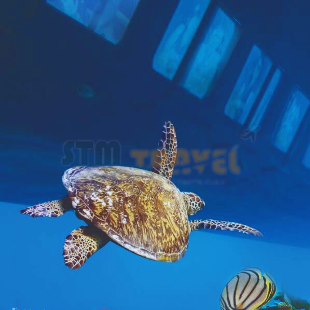 Mini-submarine + snorkeling excursion in Hurghada