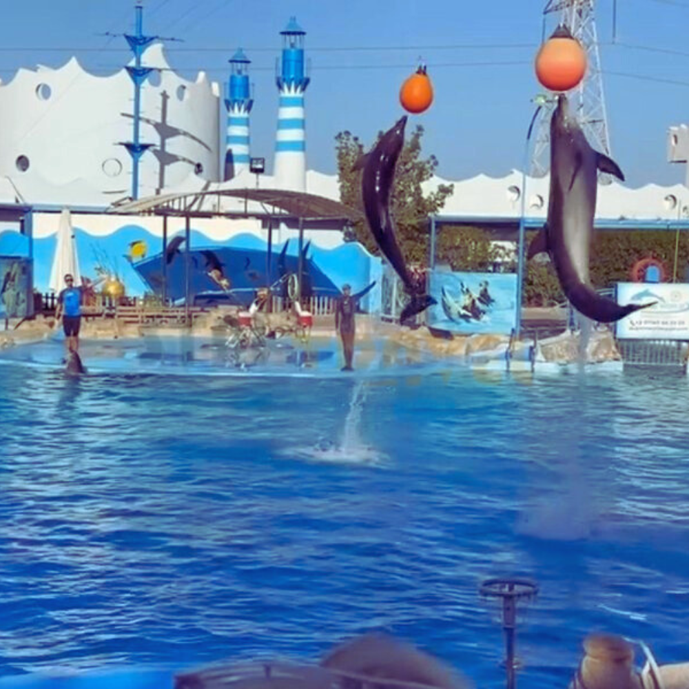 Dolphinarium in Hurghada