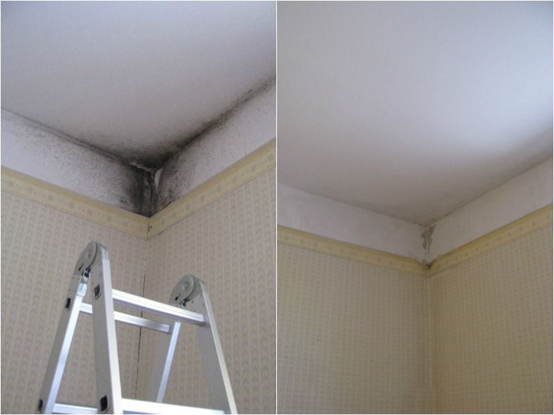 Pelėsio valymo rinkinys sukurtas megėjams išsivalyti kaip profesionalui