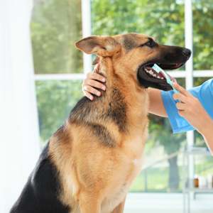 Higienização Dental