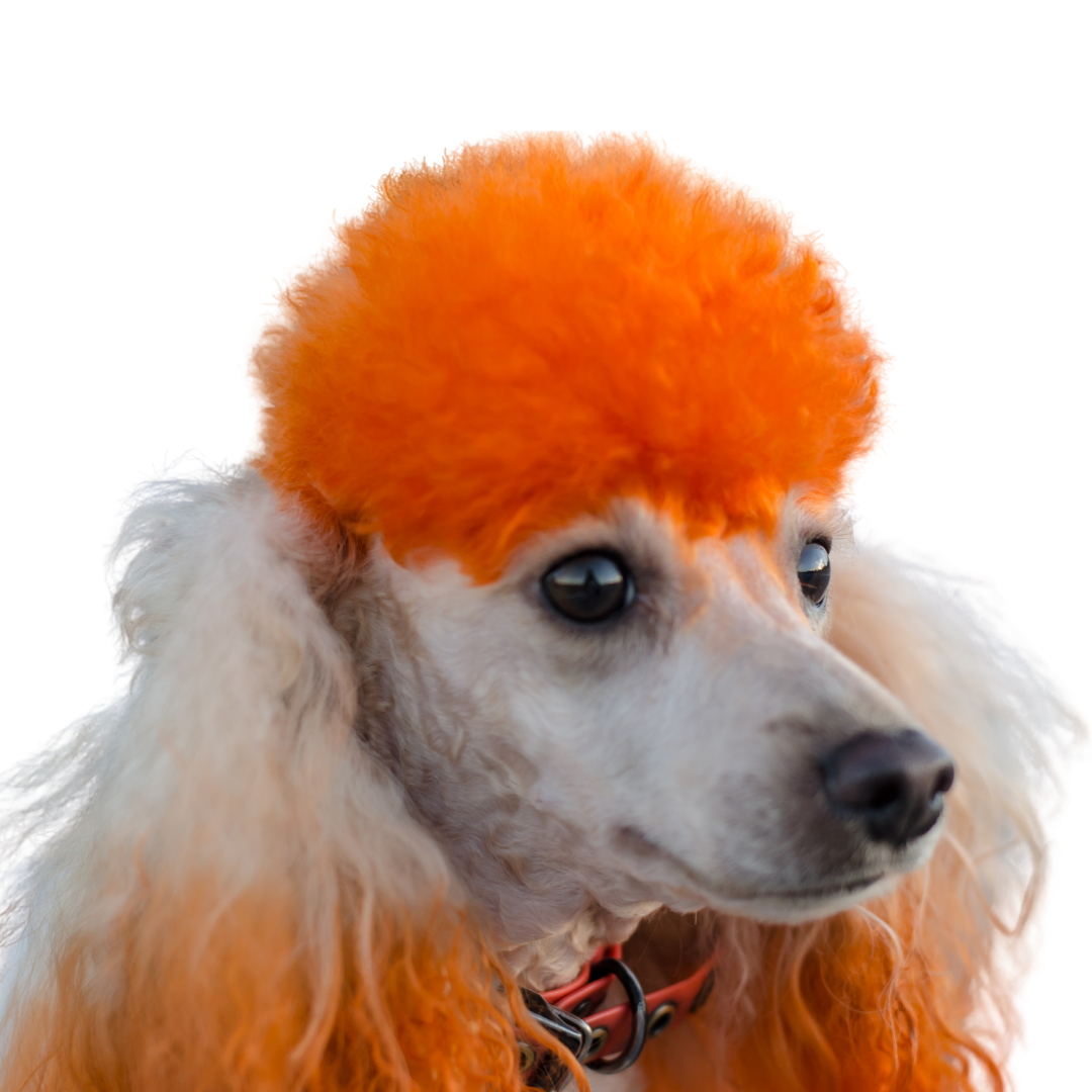 Coloração de pelos caninos