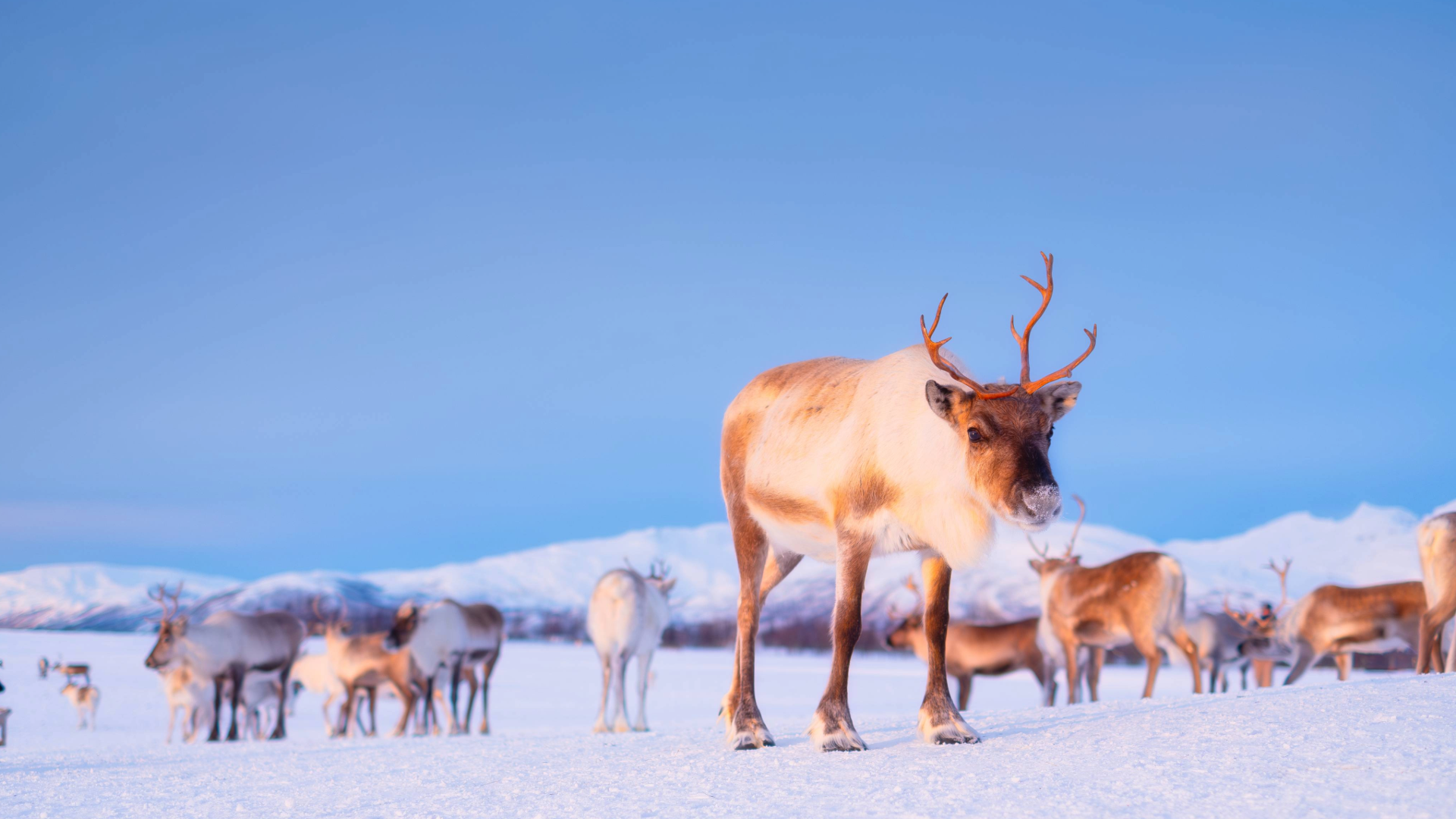 VIAGGIO in LAPPONIA Finlandese 5-11 Gennaio 2026 (7 giorni/6 notti)