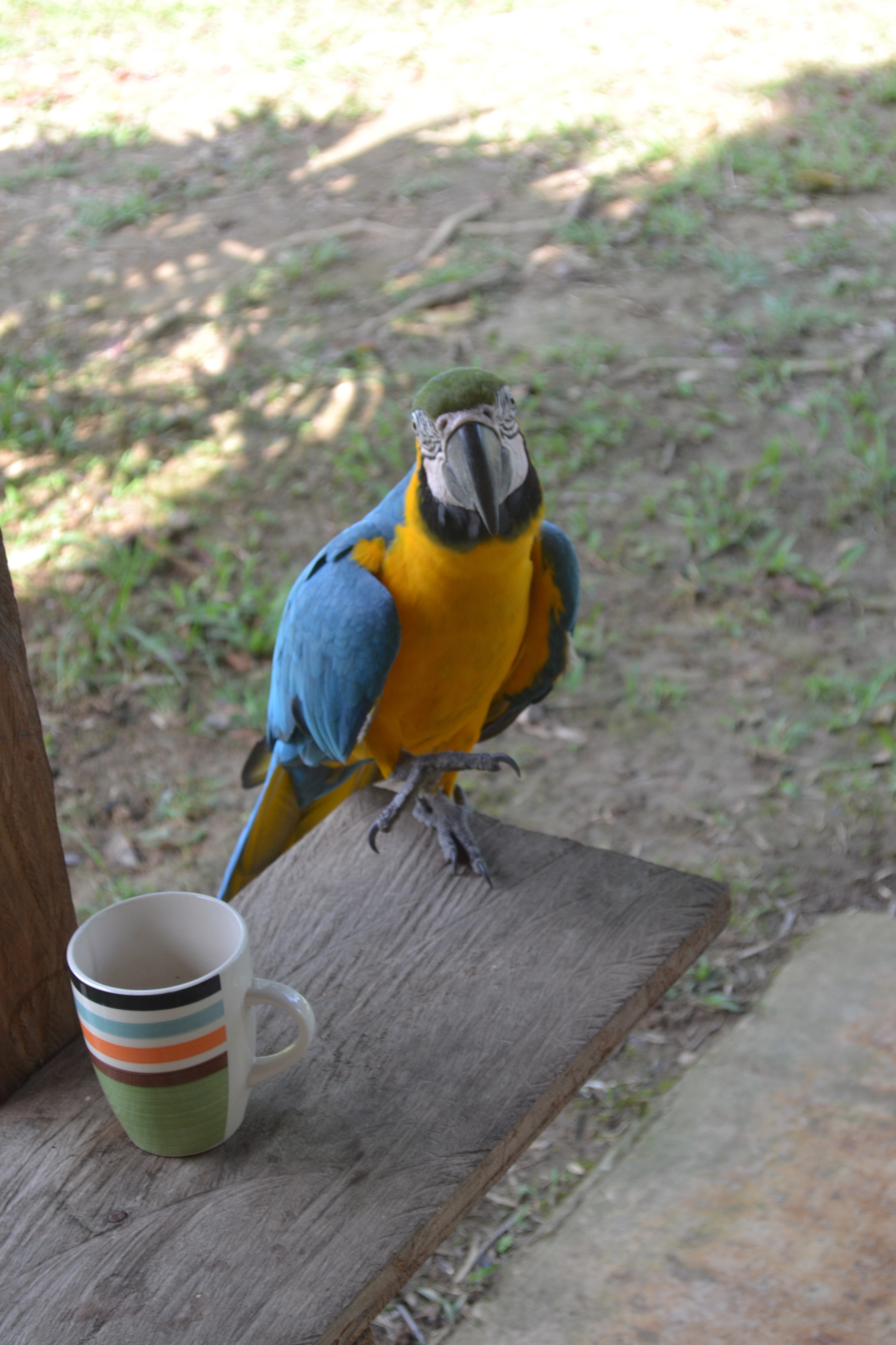 Various Animals in the Amazon Rainforest from Peru
