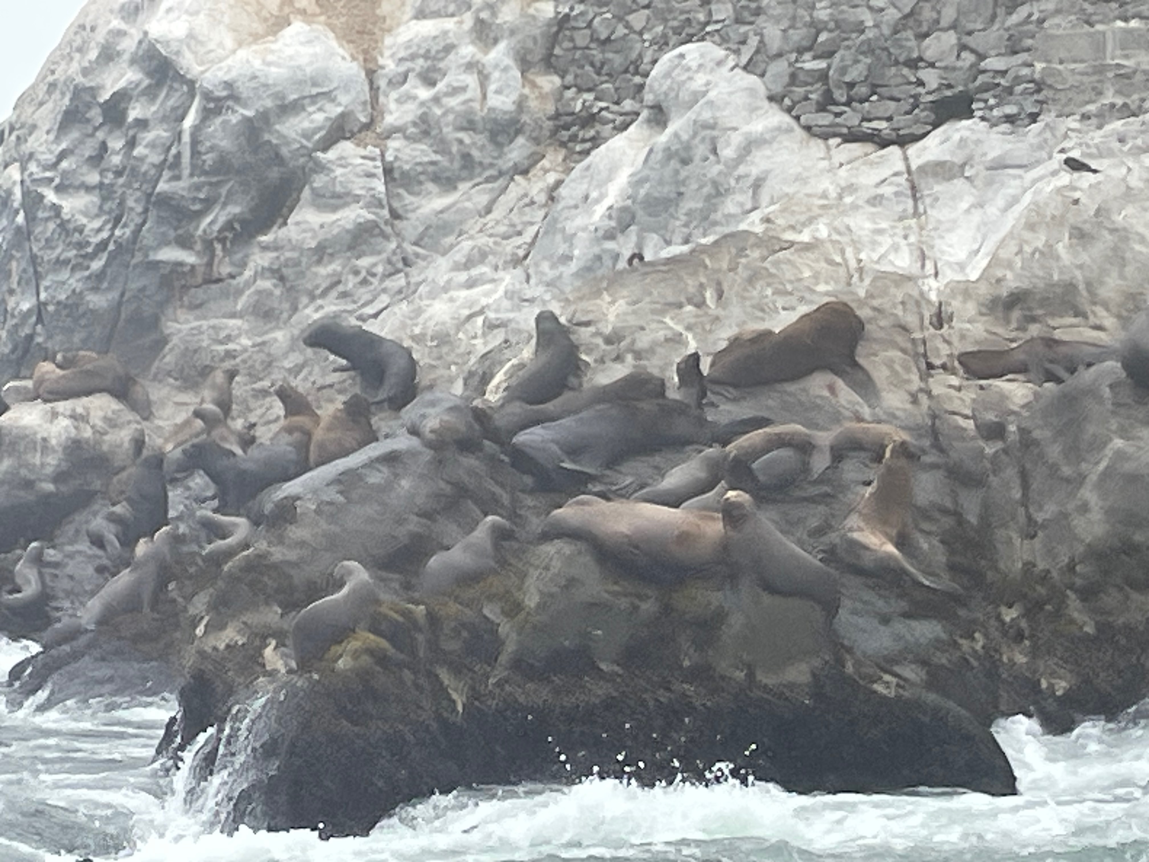 Images of Sea Lions and Chilean Penguins as seen from the Palomino Islands near Lima
