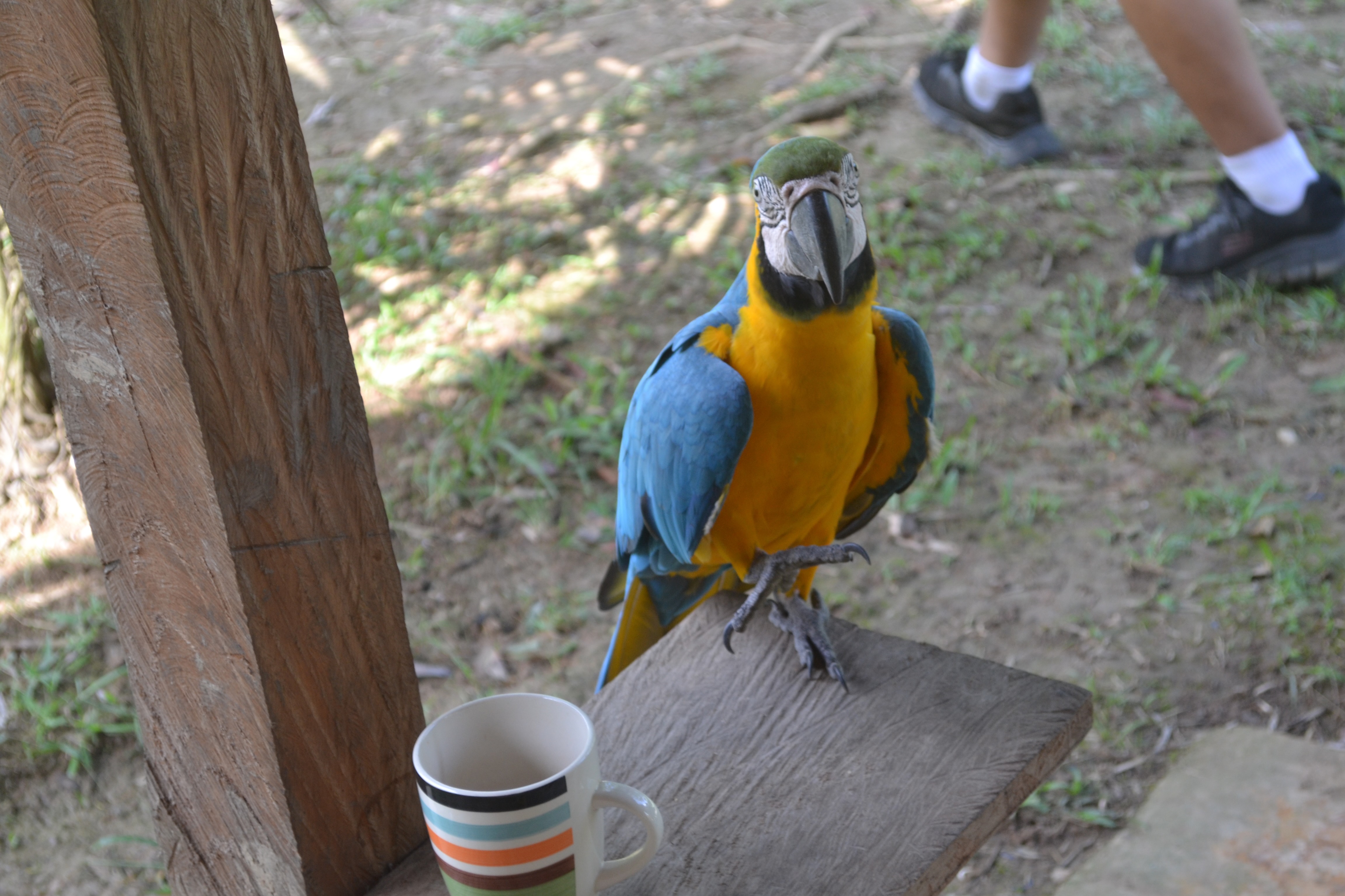 Various Animals in the Amazon Rainforest from Peru